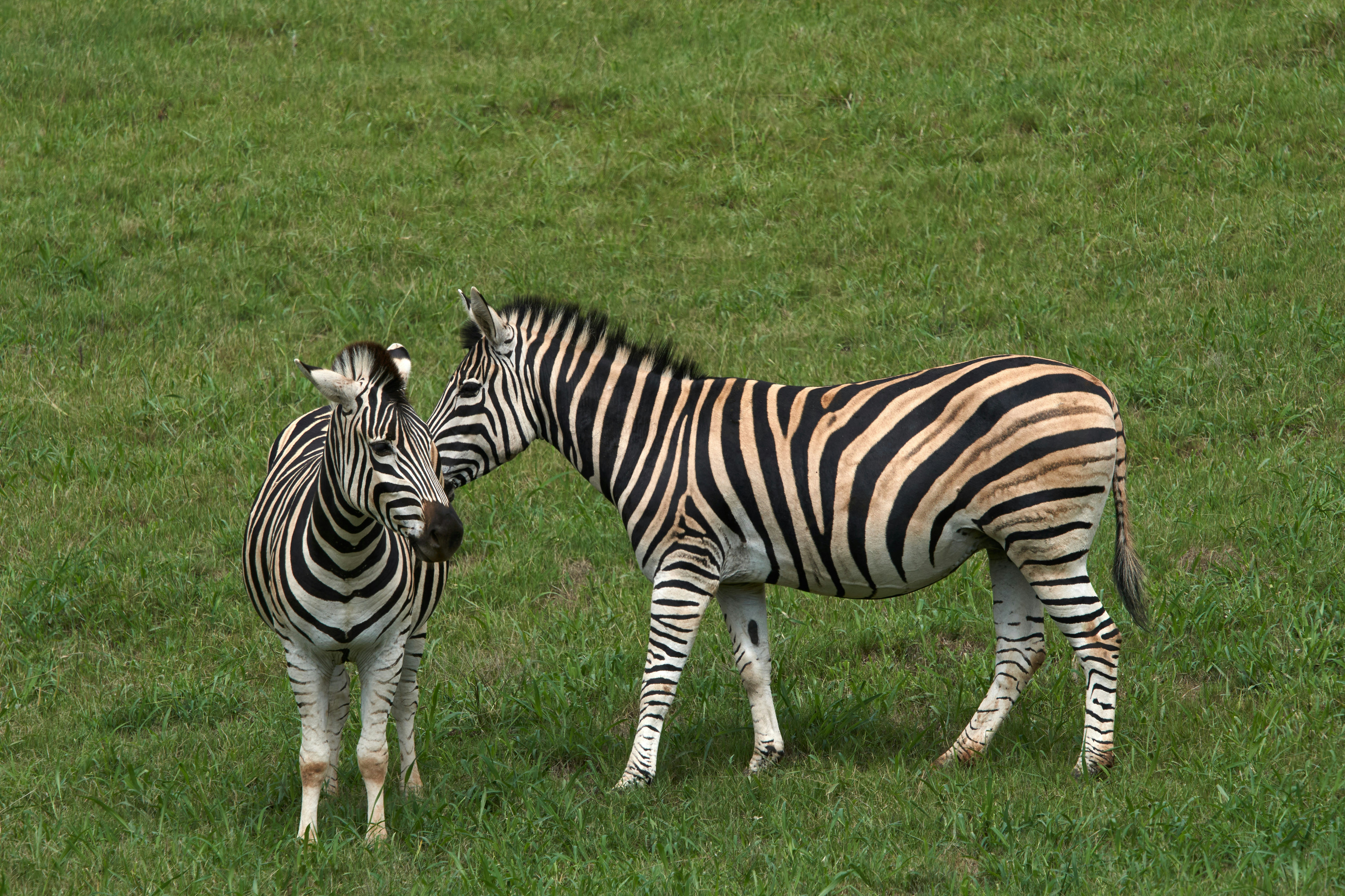 Photo by wolfgang_hasselmann