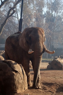 An elephant standing next to a pile of rocks