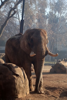 An elephant standing next to a pile of rocks