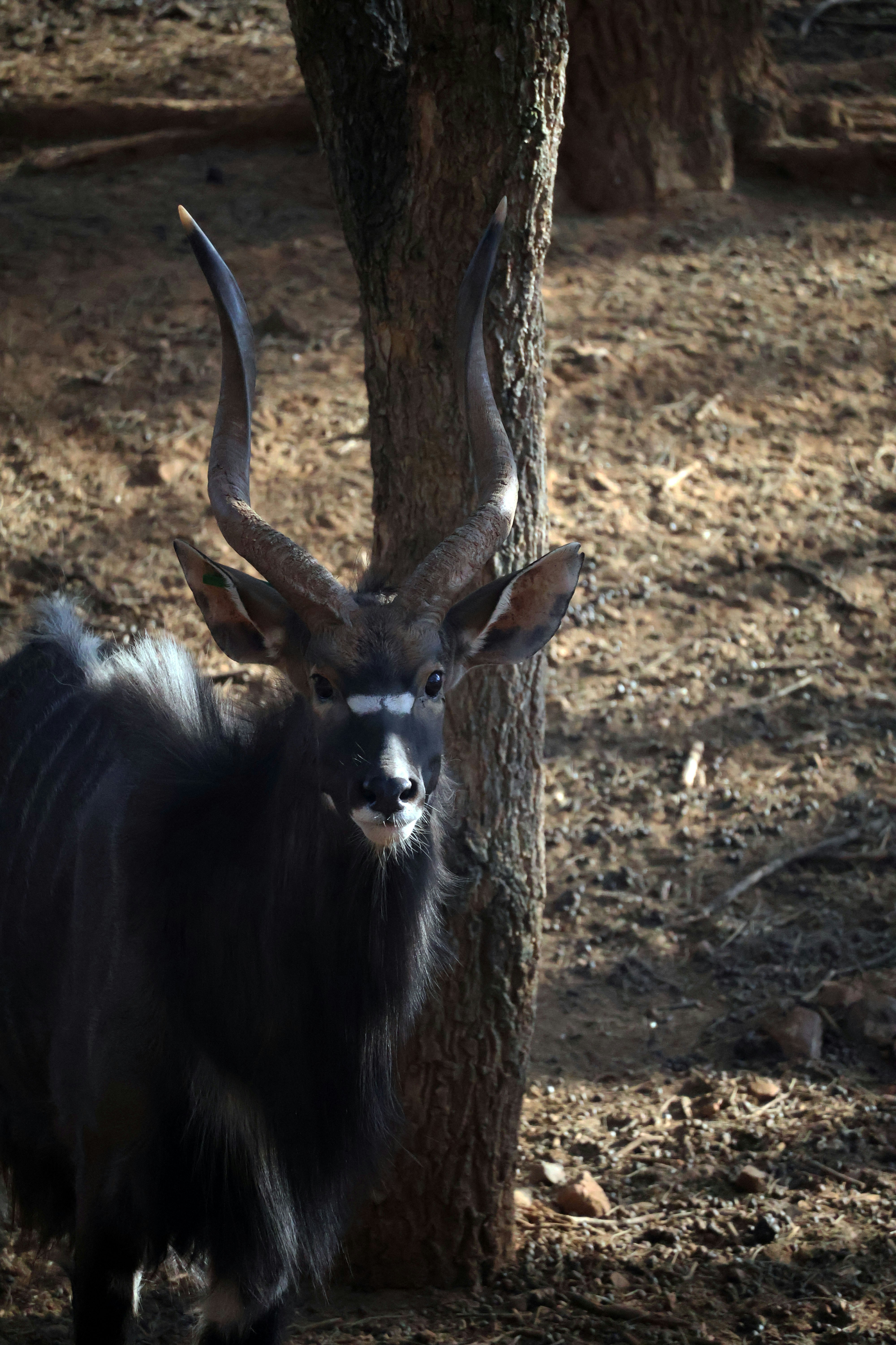 Seekor kambing hitam berdiri di samping pohon