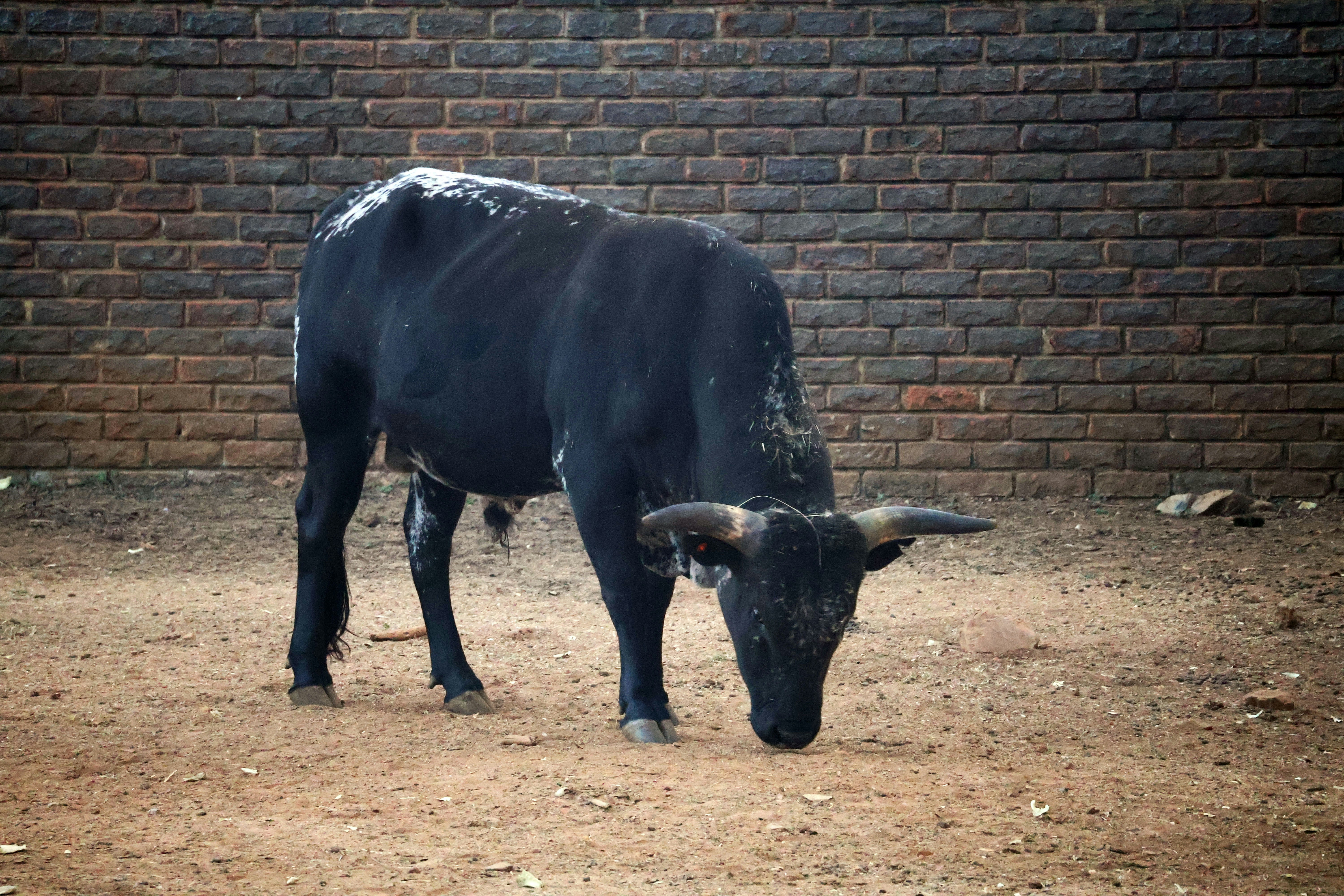 BIOSECURITY: Signed, sealed, not yet delivered: SA’s FMD vaccination