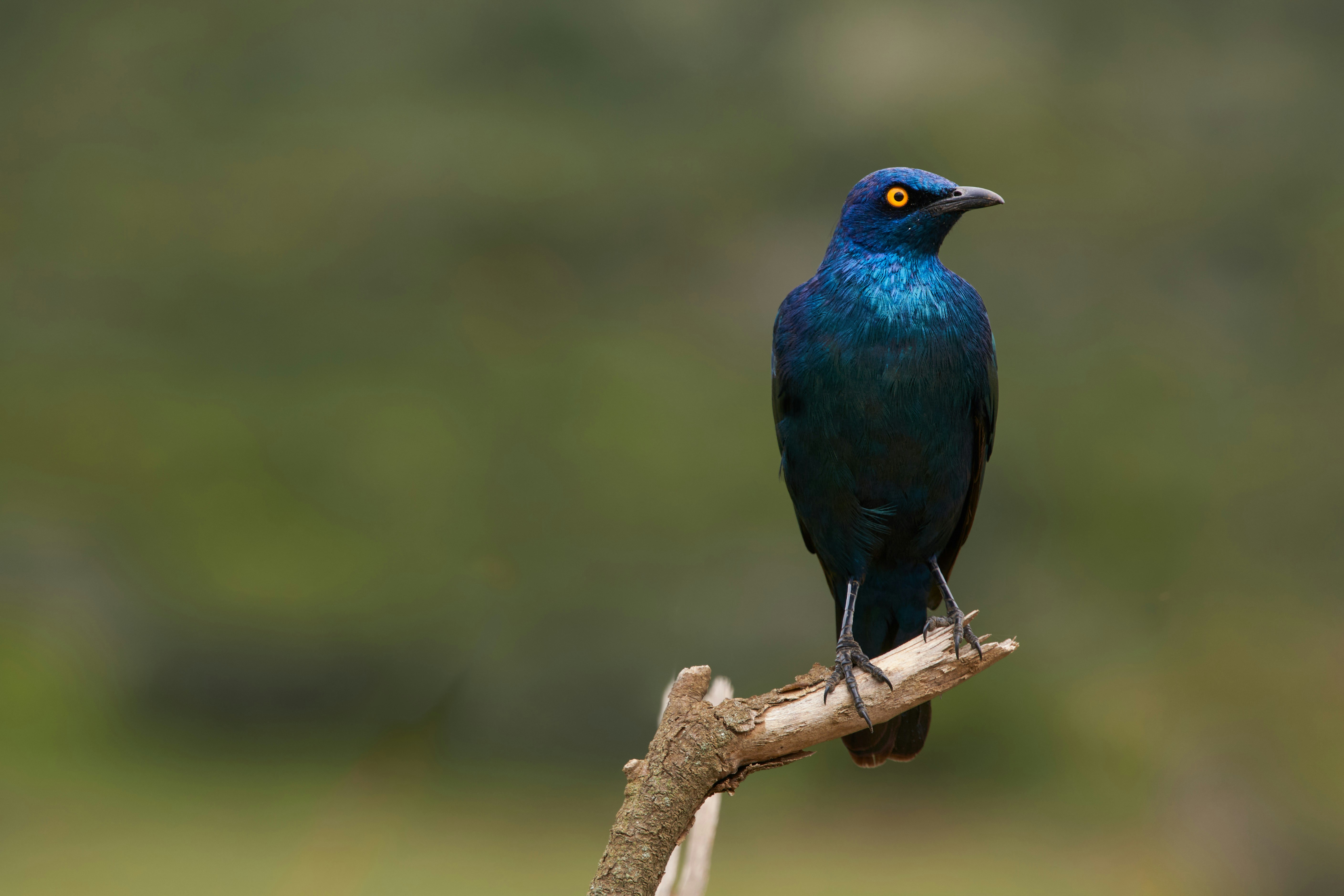 Photo by wolfgang_hasselmann