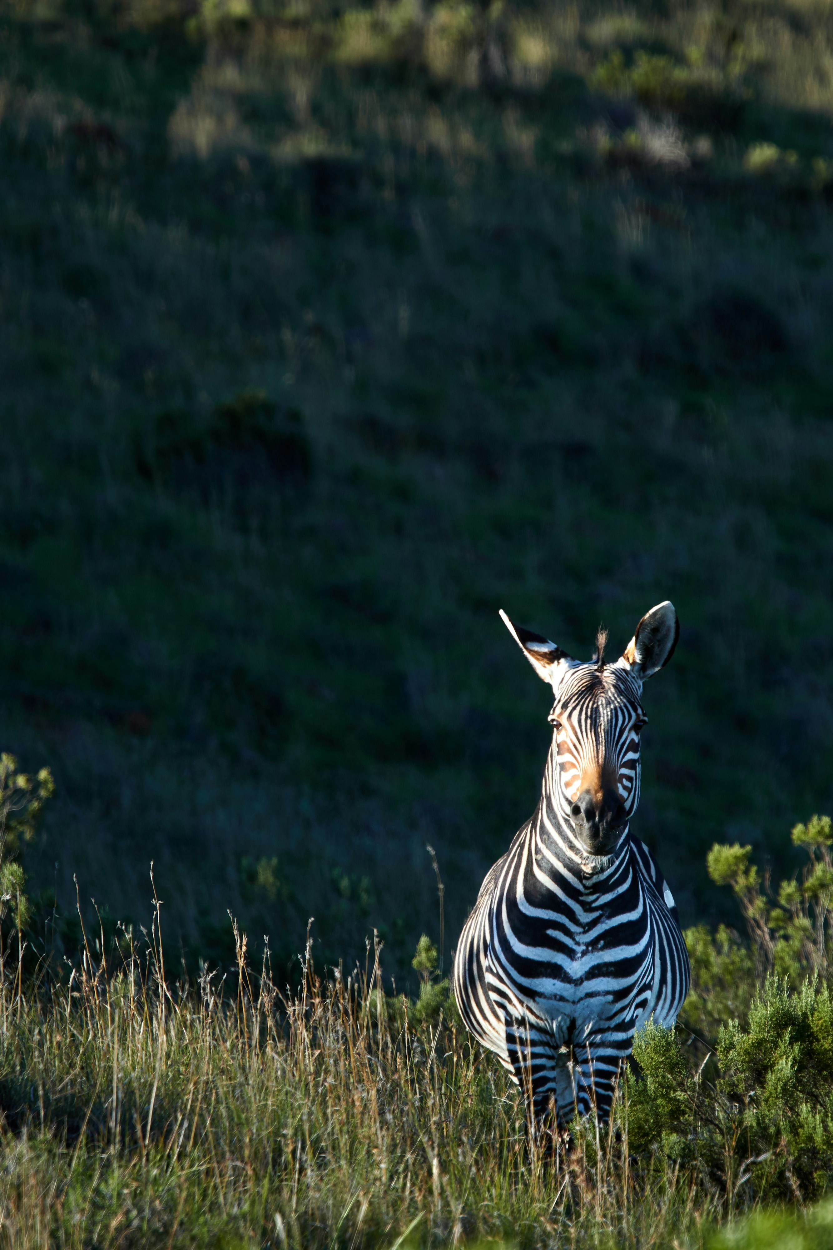 Photo by wolfgang_hasselmann