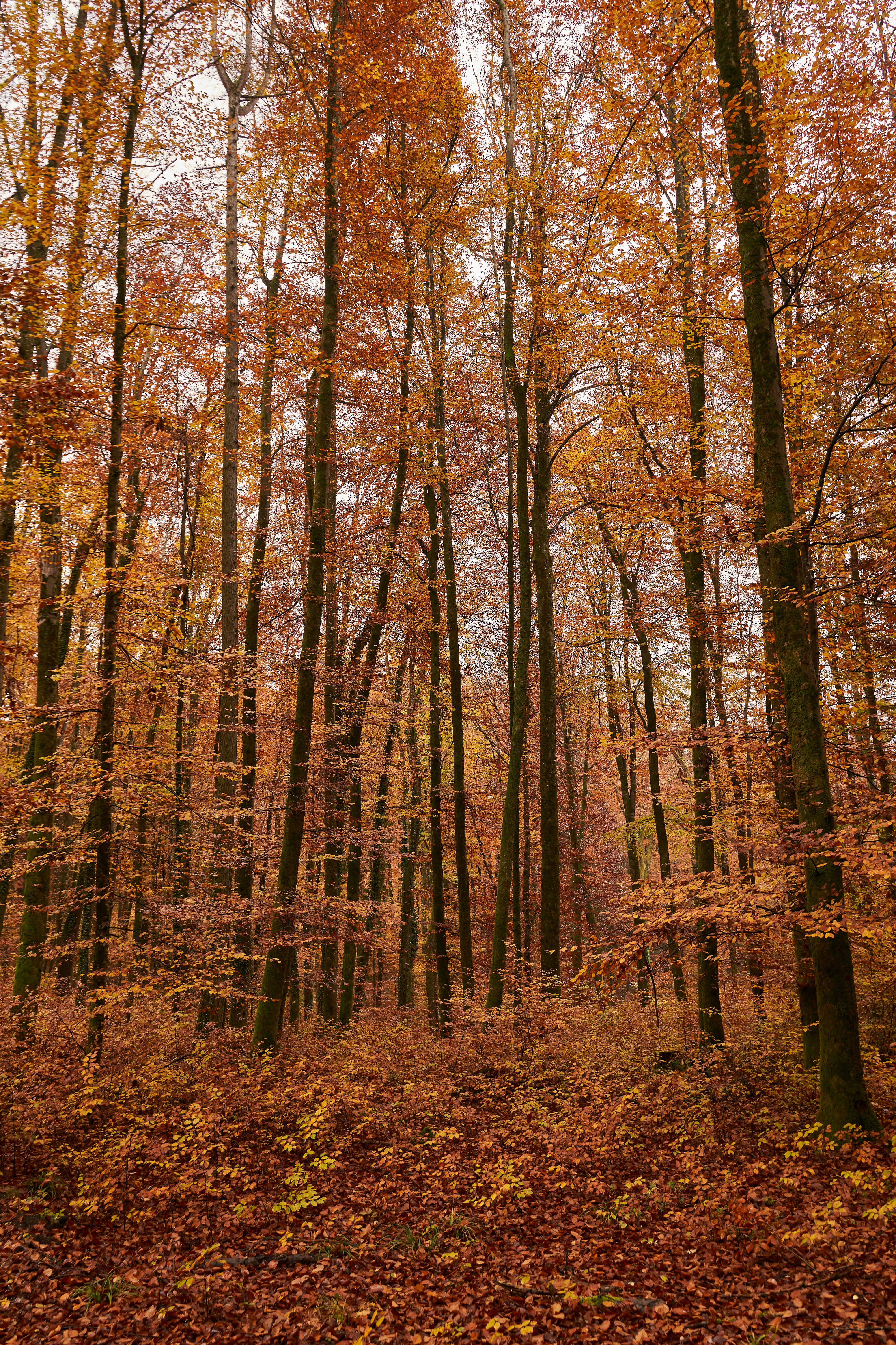 Photo by wolfgang_hasselmann