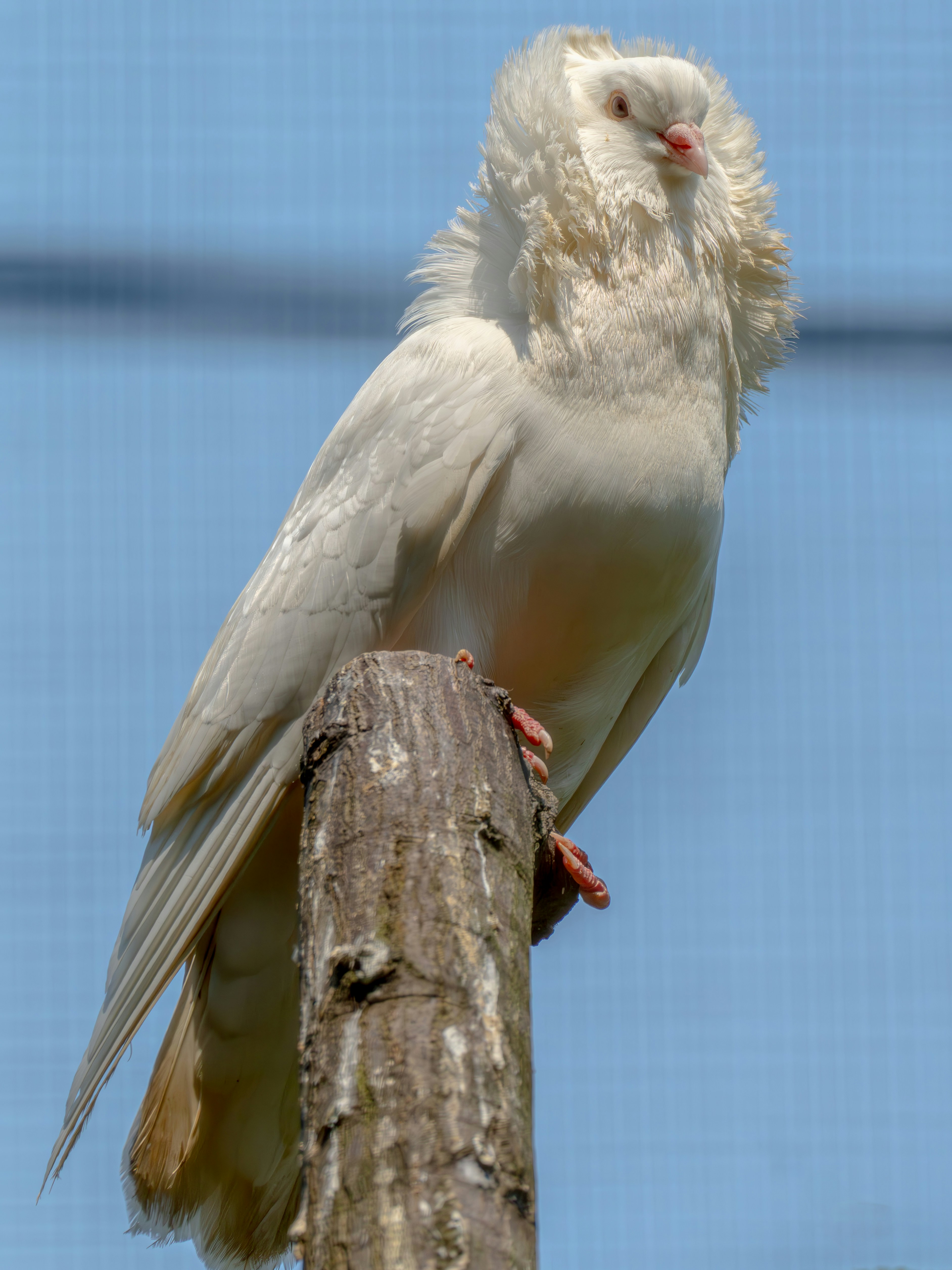 A white bird sitting on top of a wooden pole