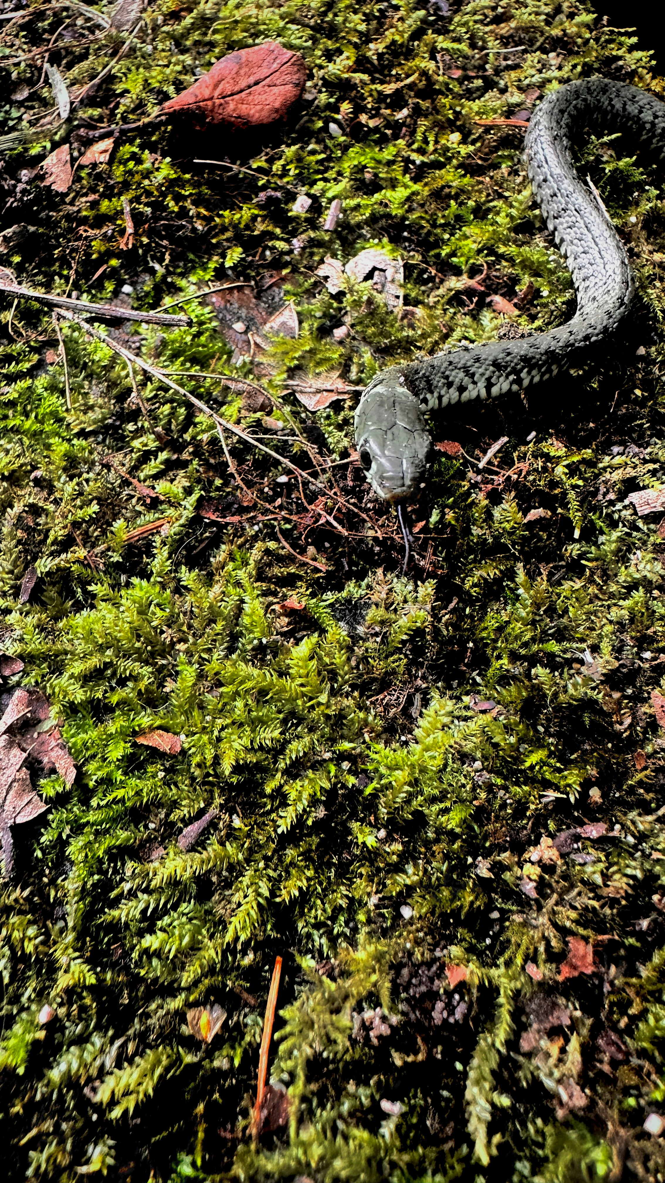 A snake that is laying down in the grass