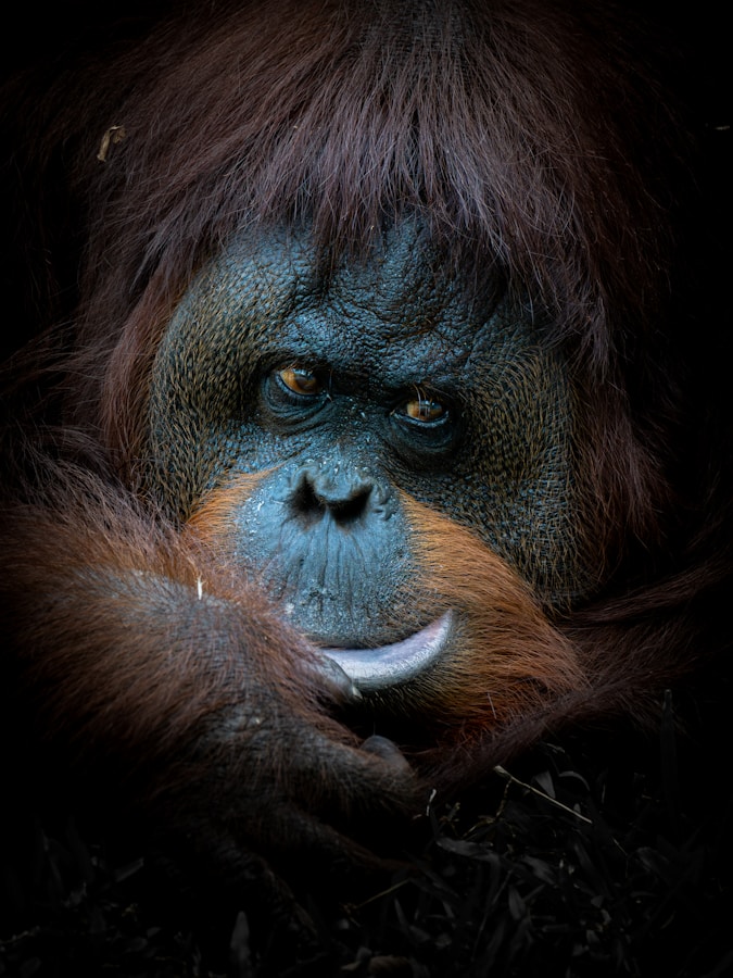 close-up of a pensive male orangutan