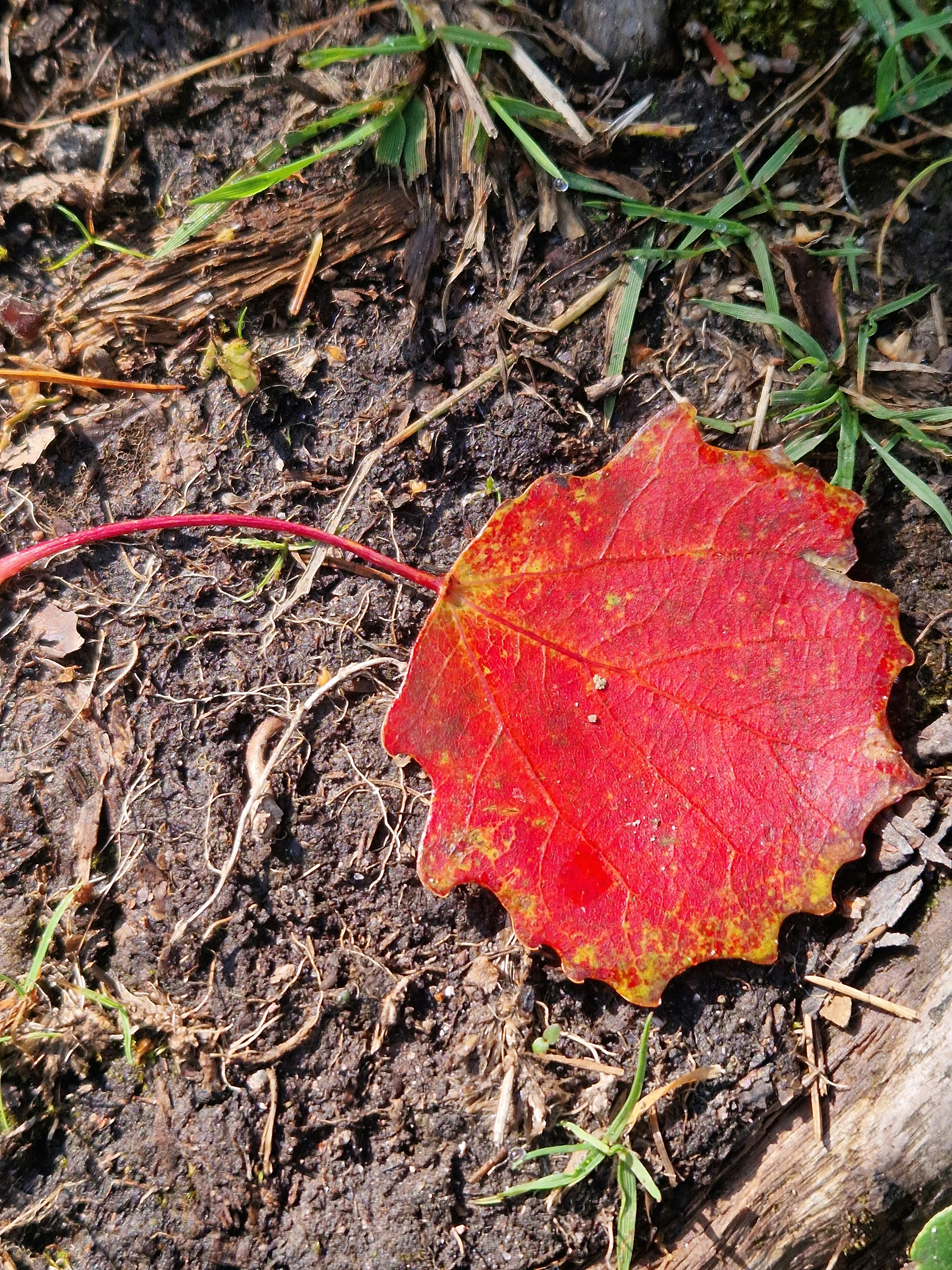 A leaf that is laying on the ground