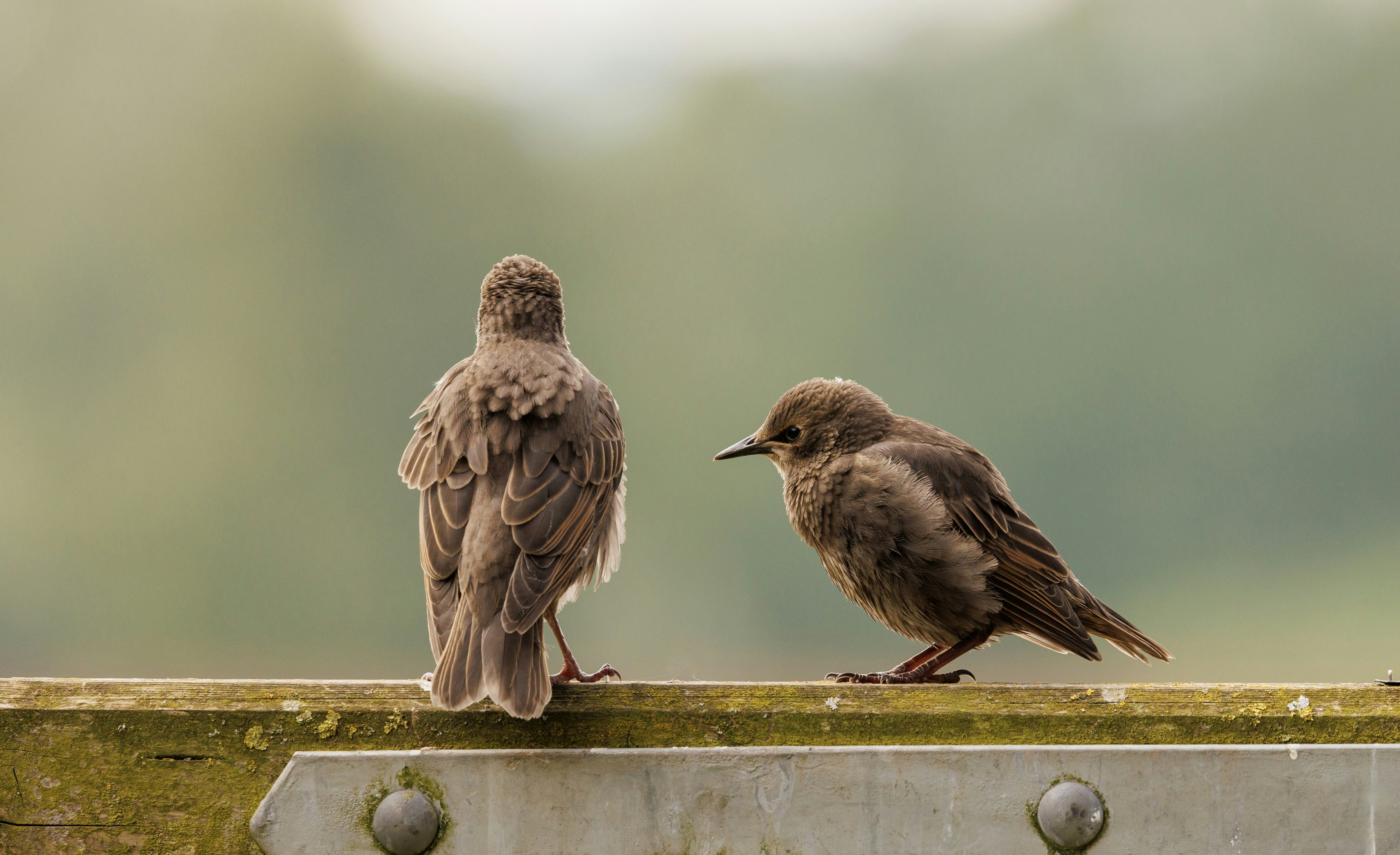 Two birds are sitting on a fence post