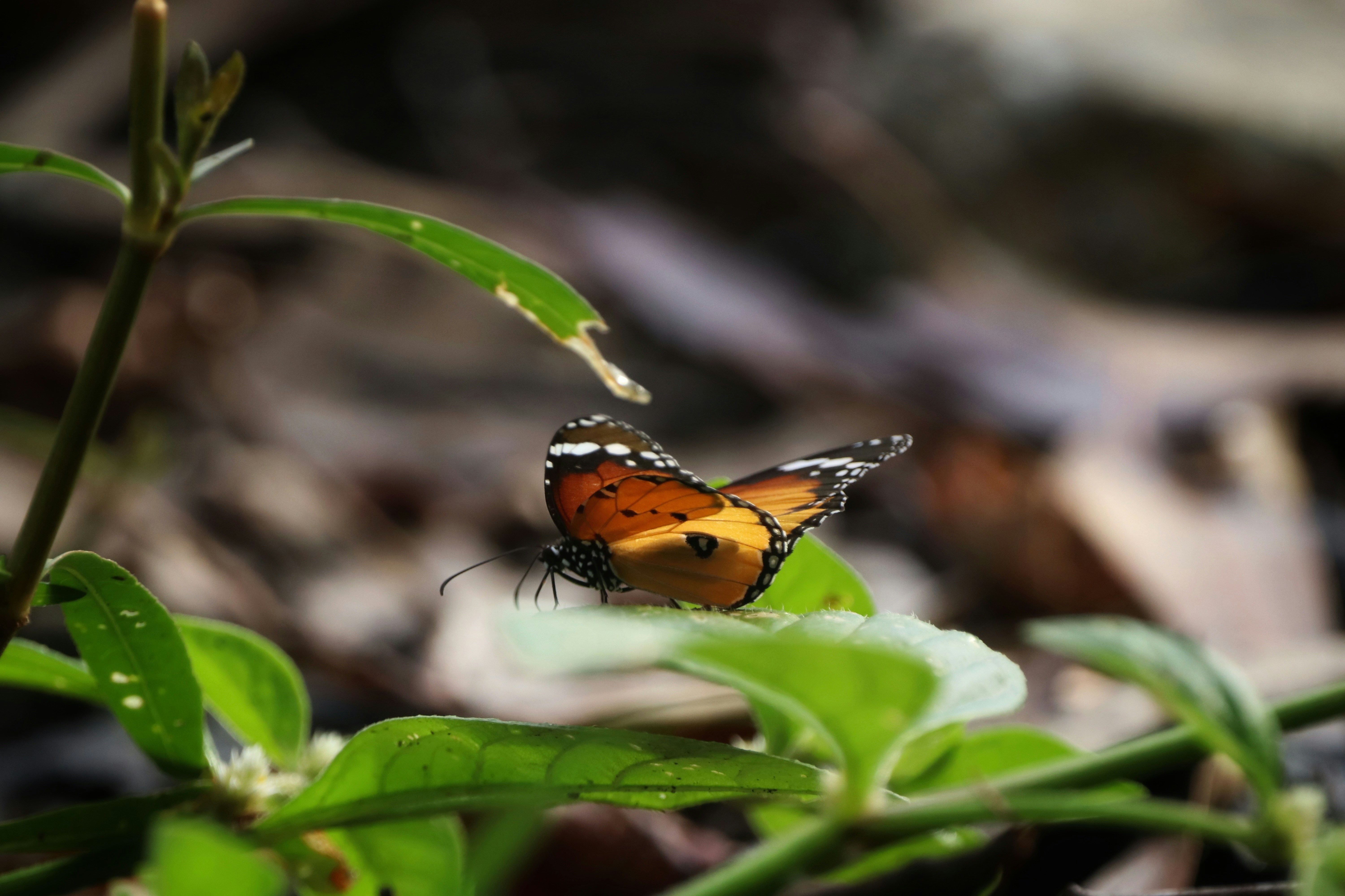 Photo by saiteja_varma