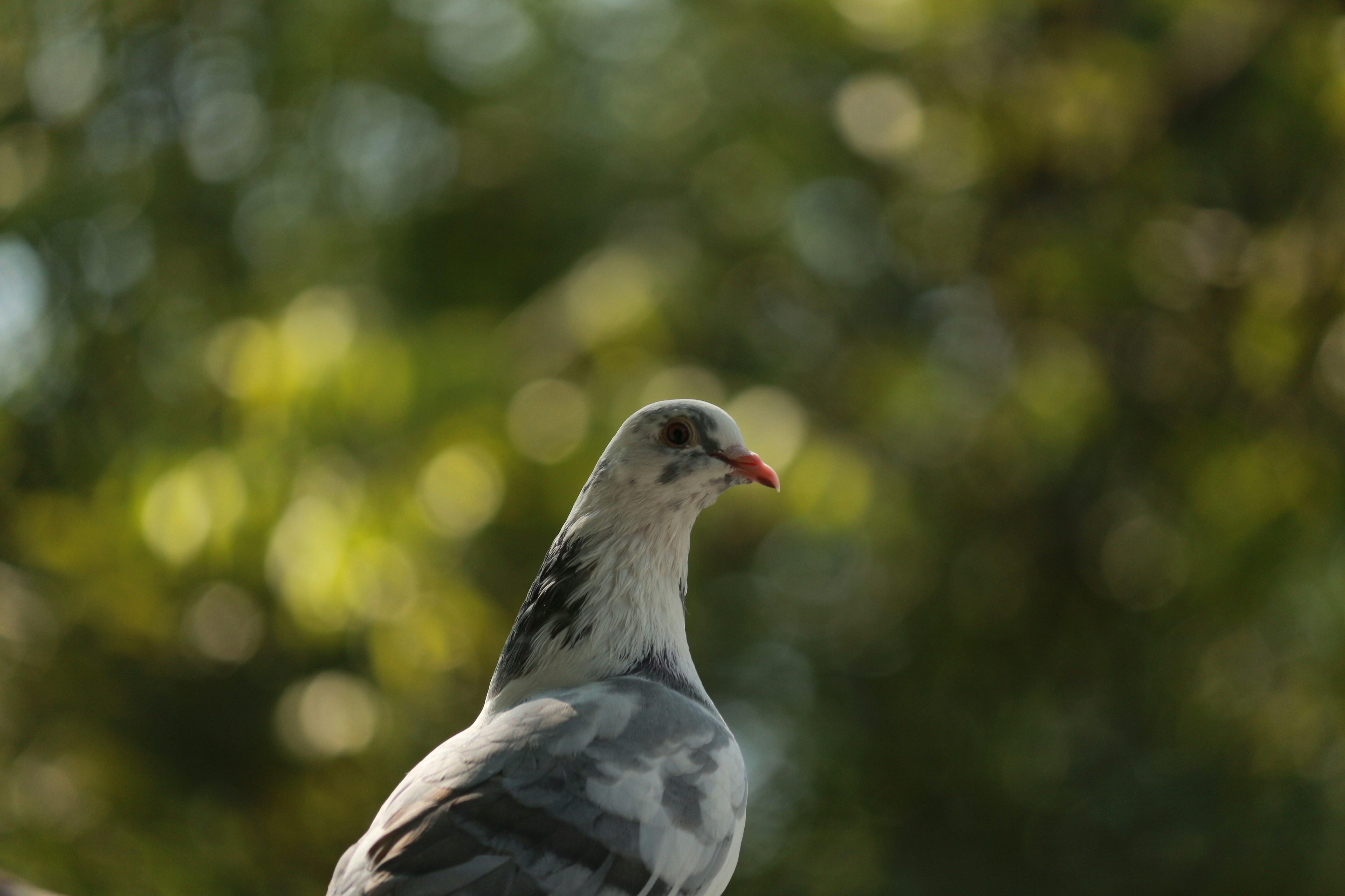 Photo by saiteja_varma