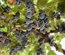 A bunch of grapes hanging from a tree