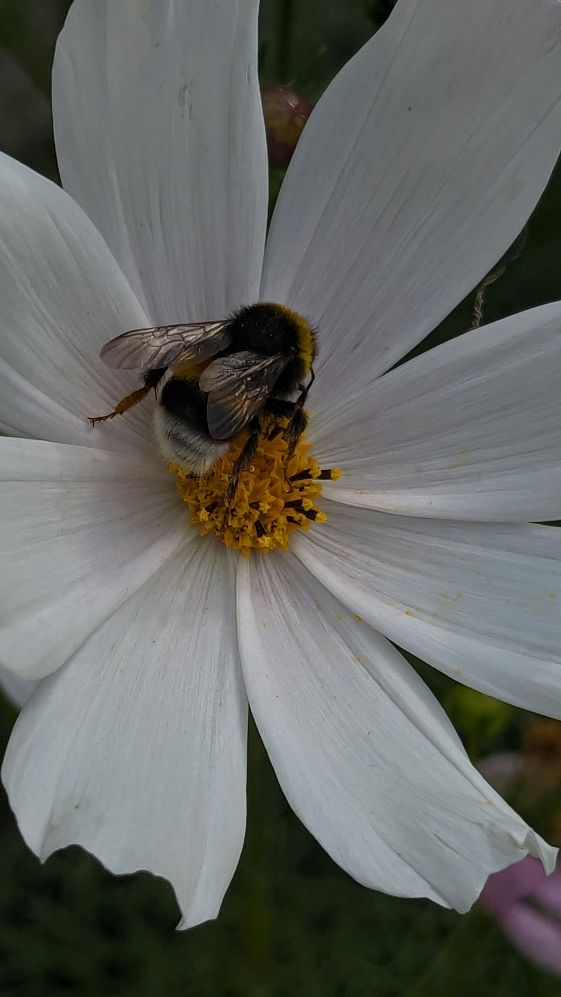 A bee is sitting on a white flower