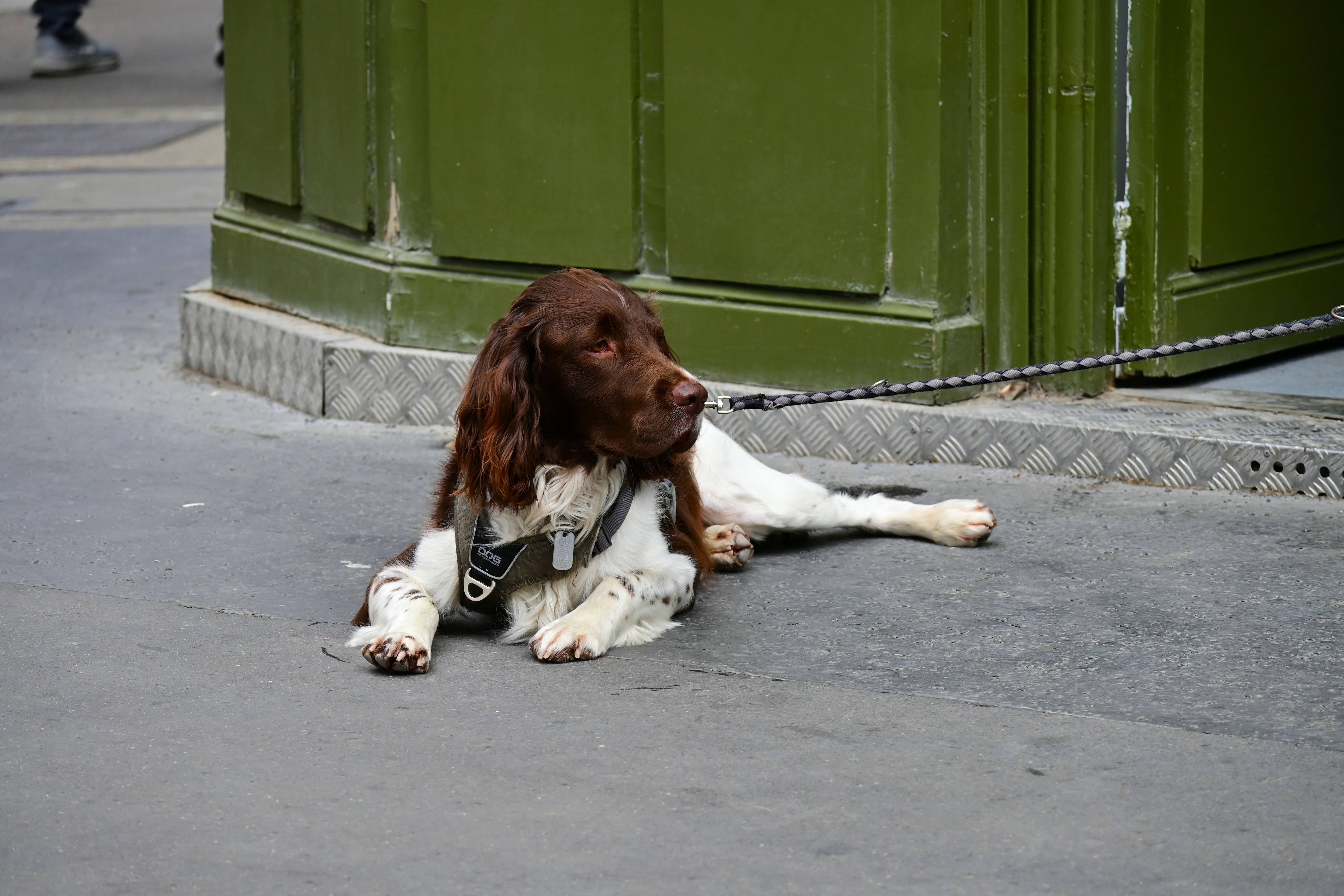 Paris Dog Show
