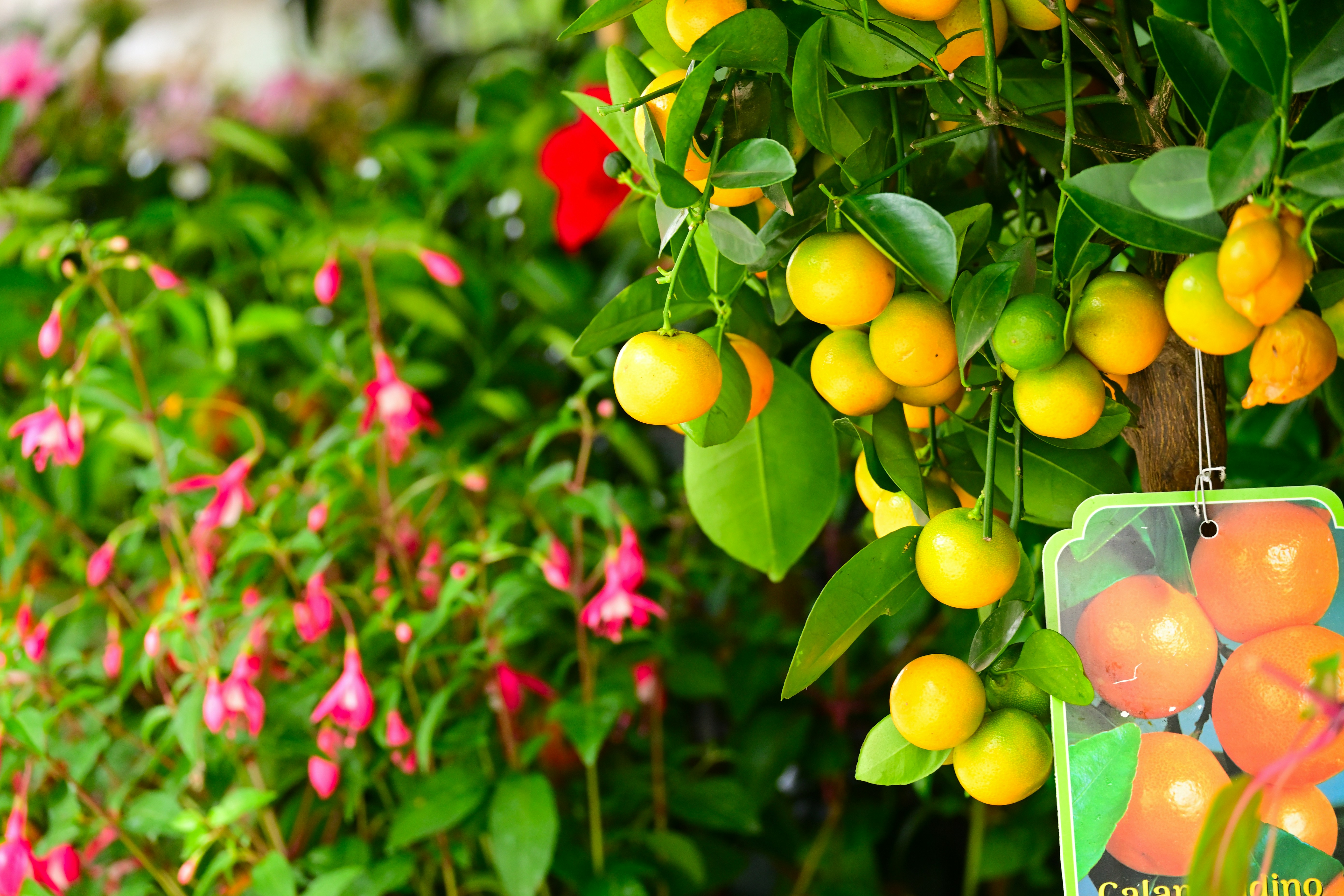 A bunch of oranges hanging from a tree