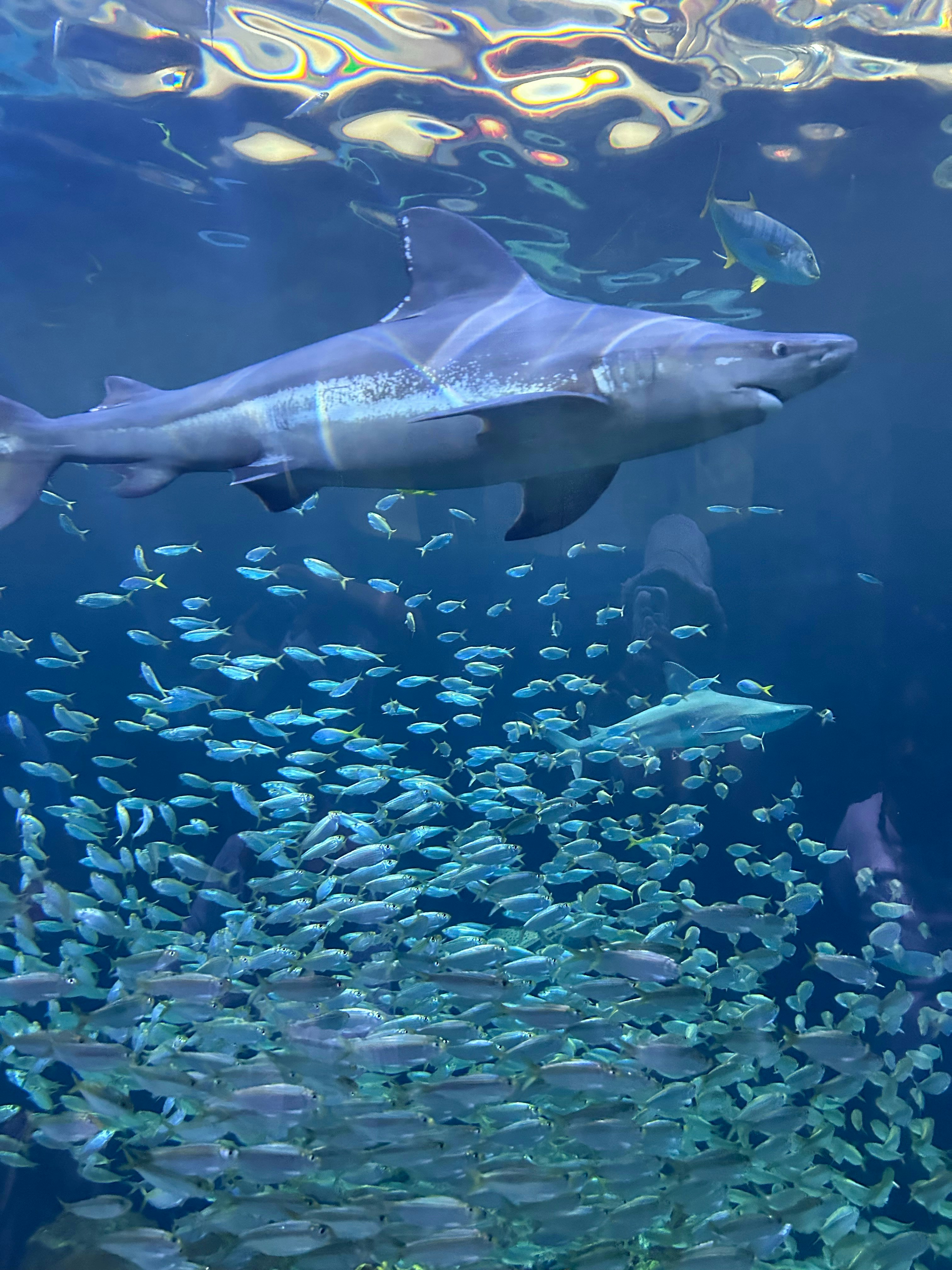 The Trophic Cascade Effect (image credits: unsplash)