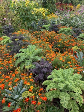 A garden filled with lots of different types of flowers