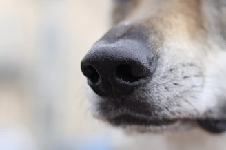 A close up of a dog's nose with a blurry background