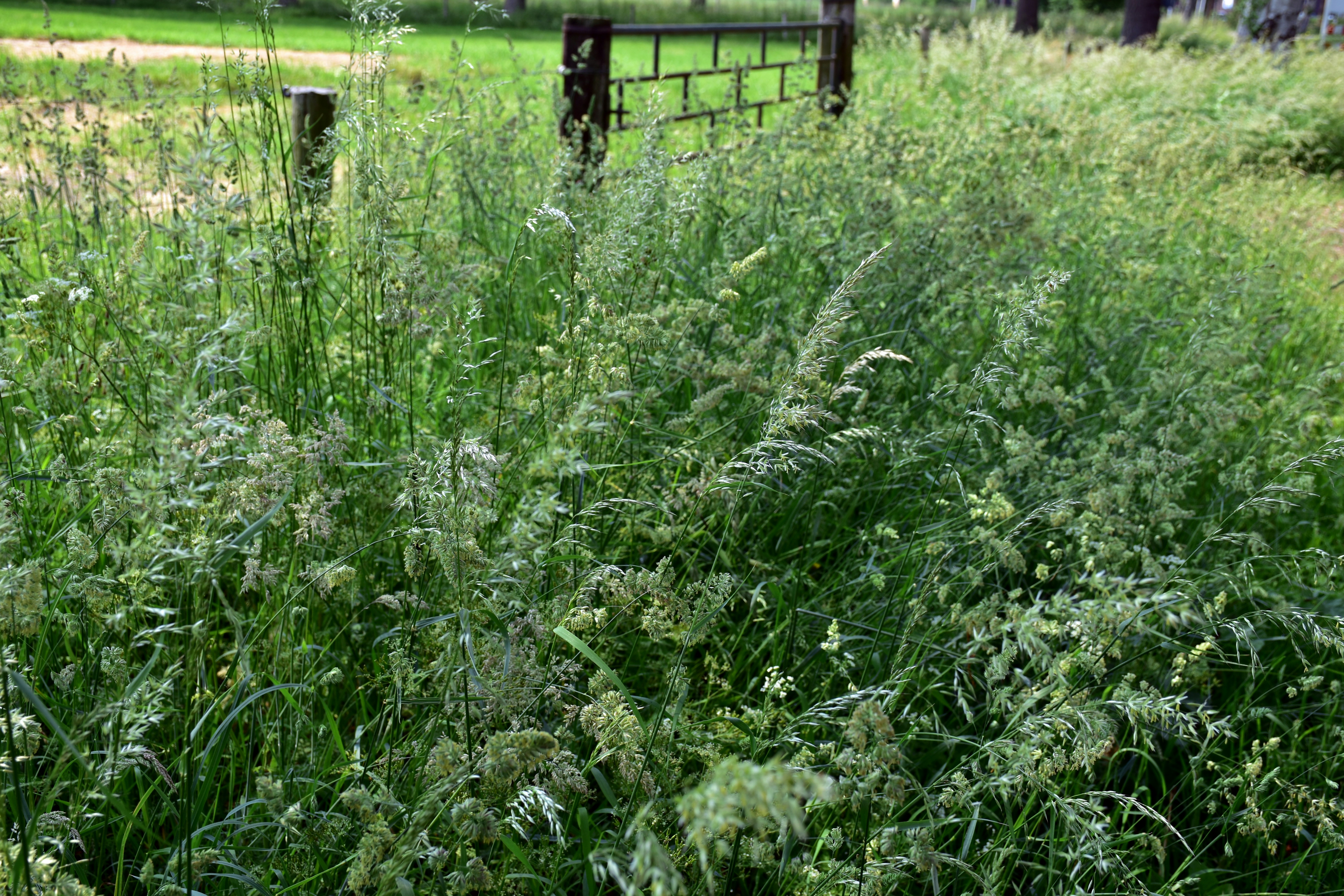 A field of tall grass with a fence in the background