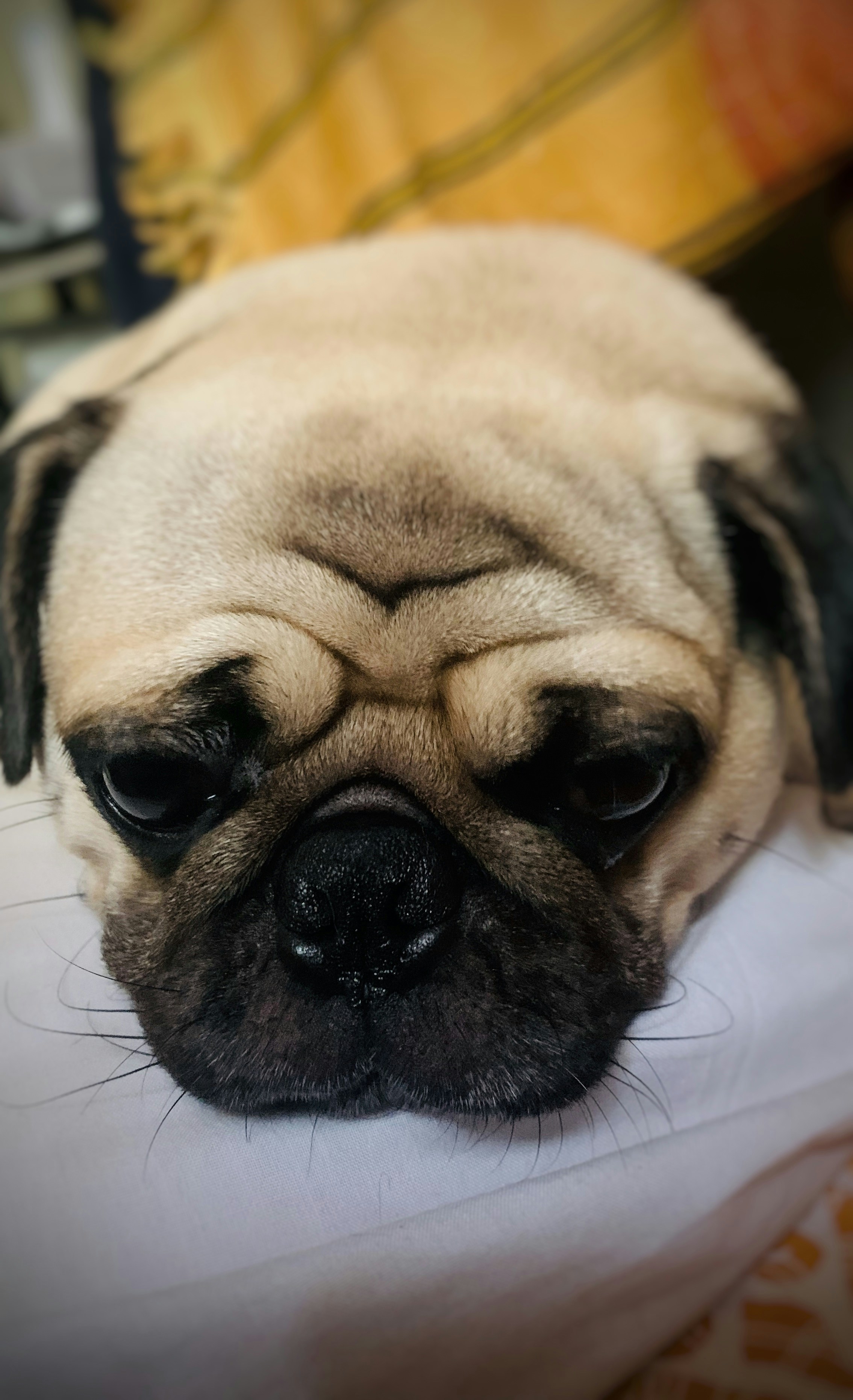 Photo by vijeshkolodi