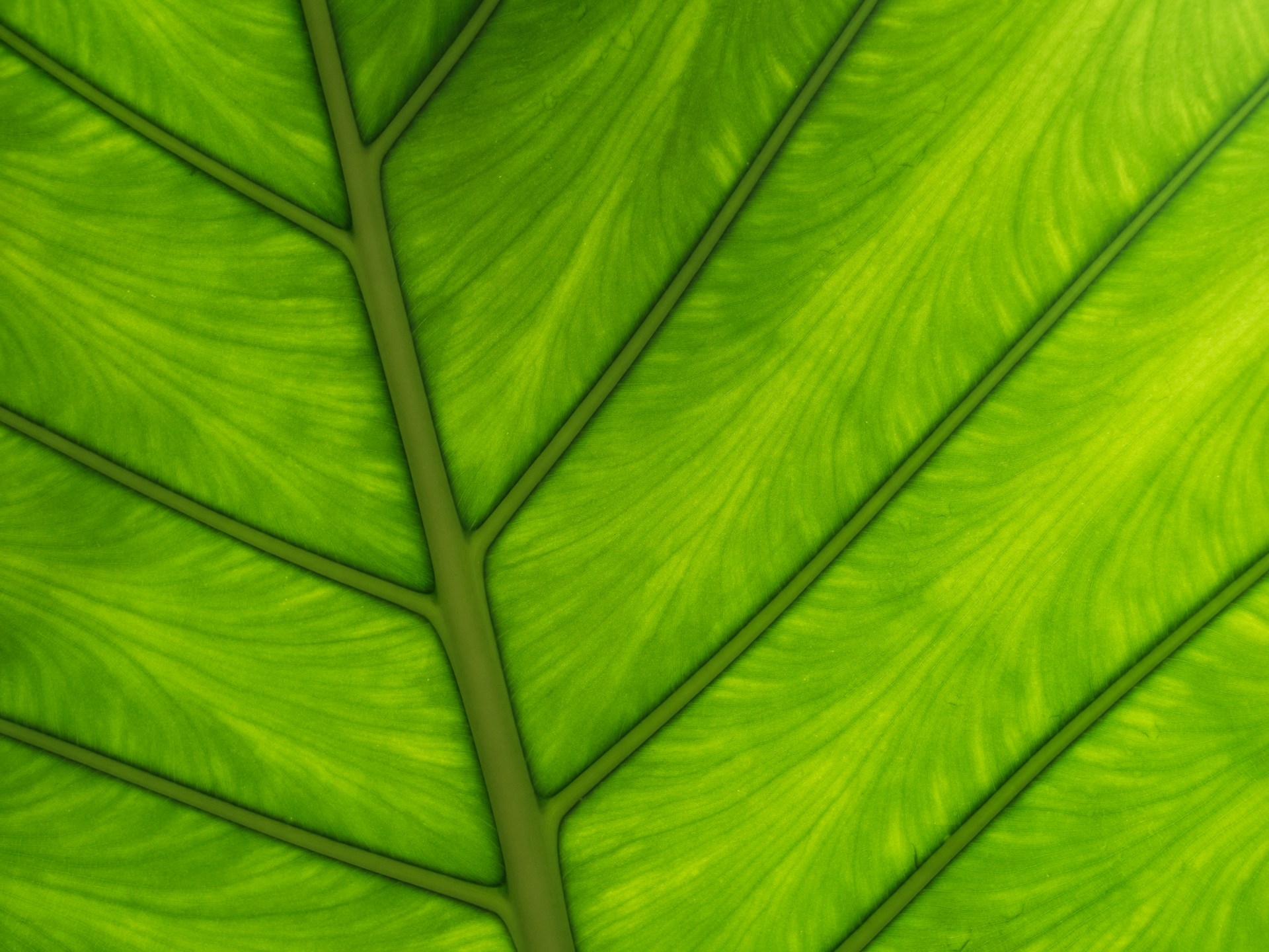 A close up view of a green leaf