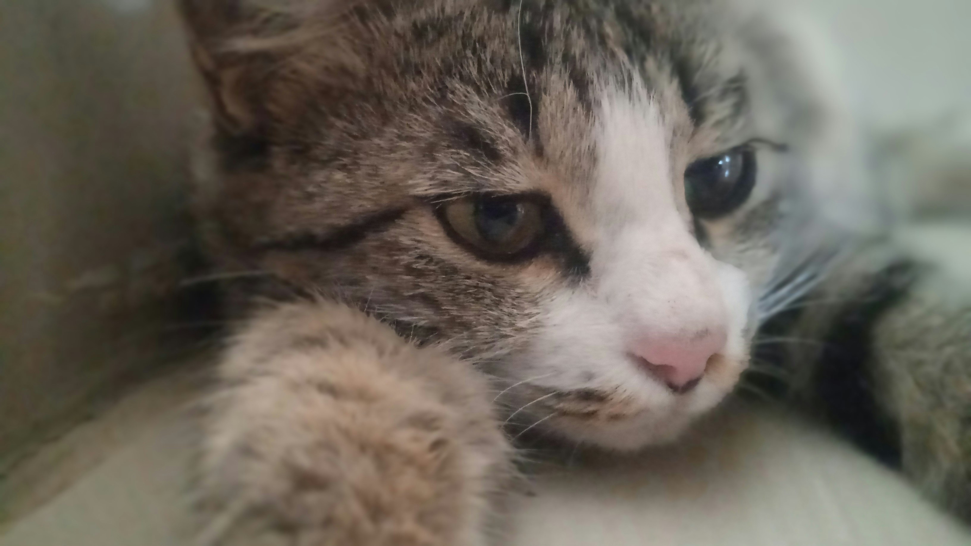 Choosing the Right Cat: Personalities and Preferences (image credits: unsplash)