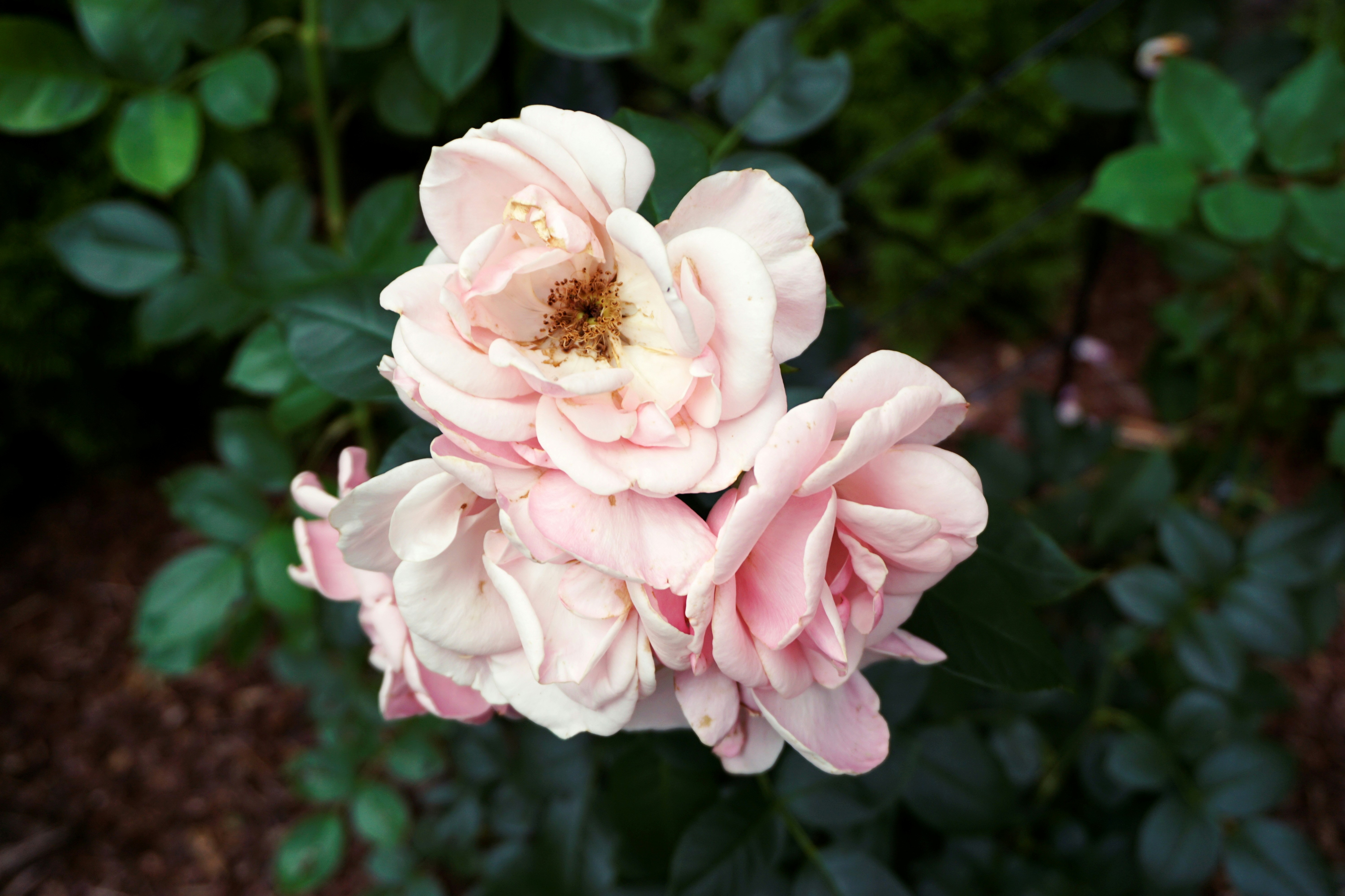 A close up of a pink flower in a garden