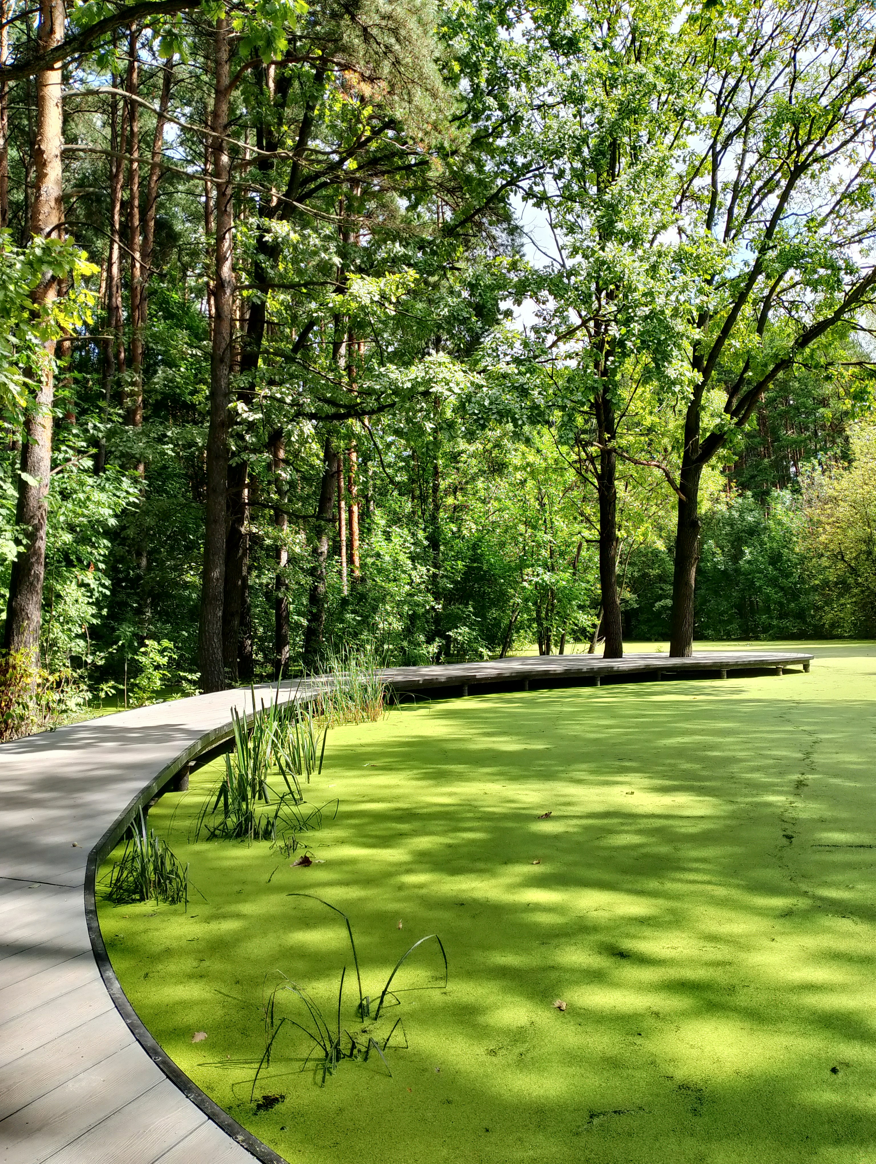 A walkway in a park with lots of green grass