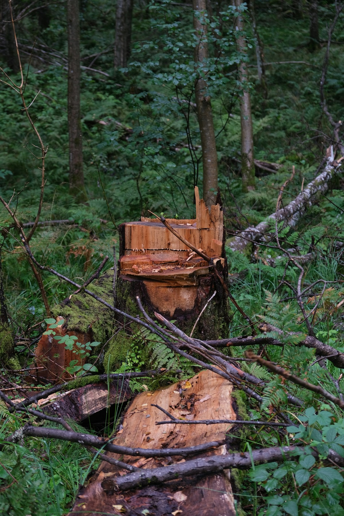 Stump Grinding