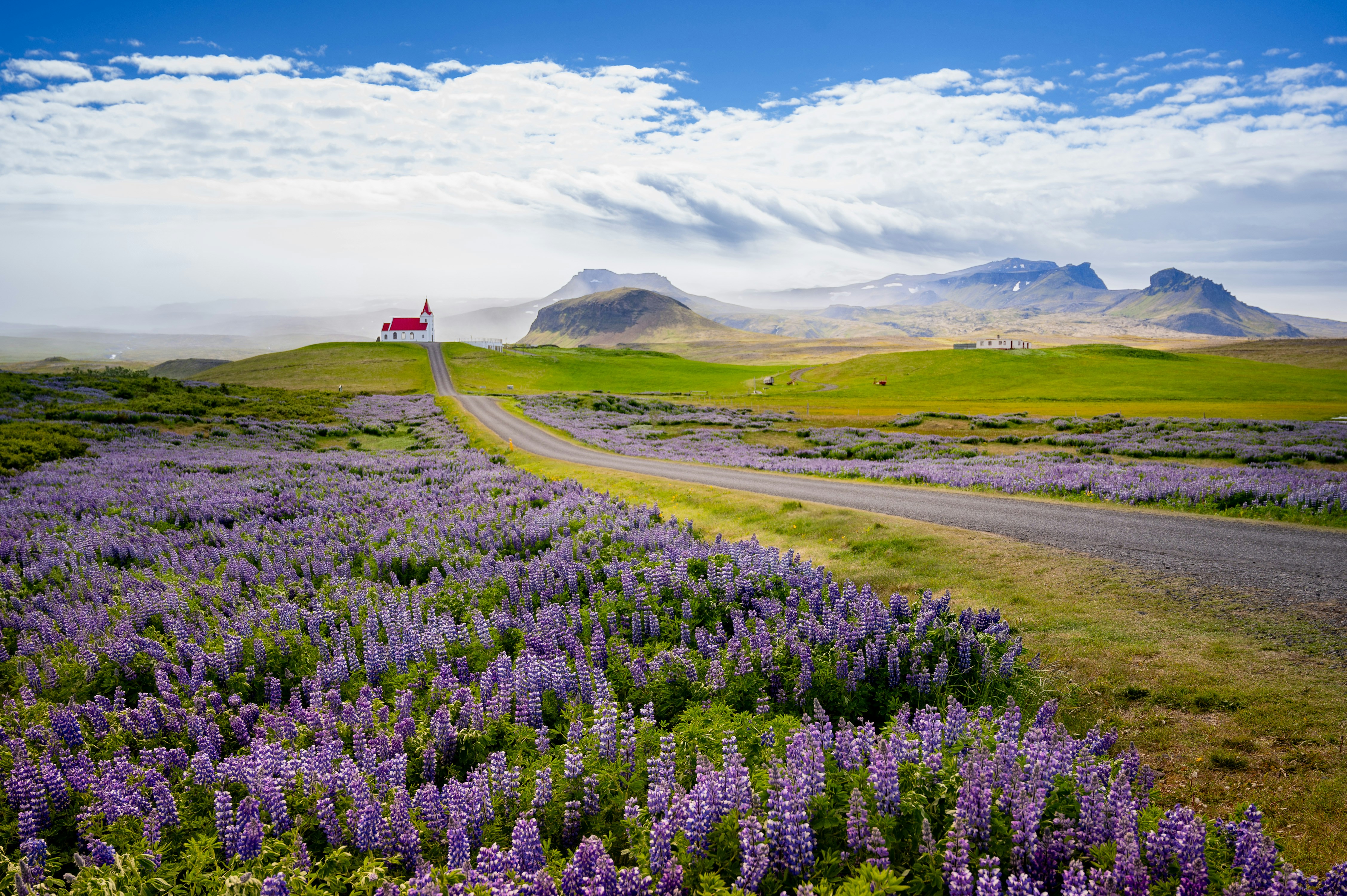 A field of purple flowers with a red truck in the distance