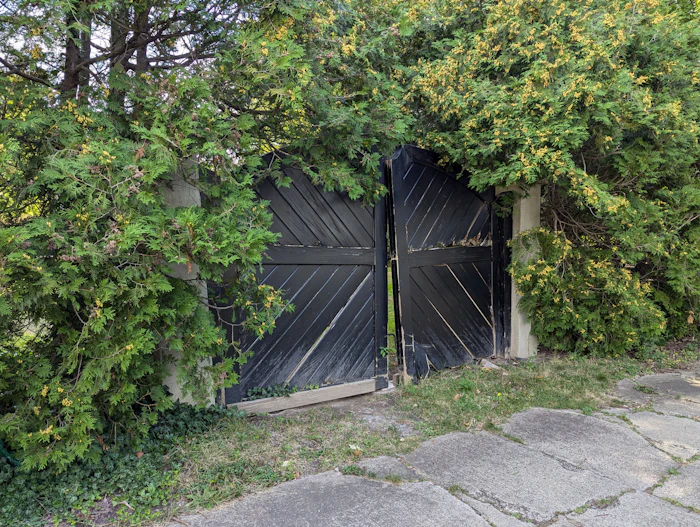 Black wooden gate set in a tall green hedge