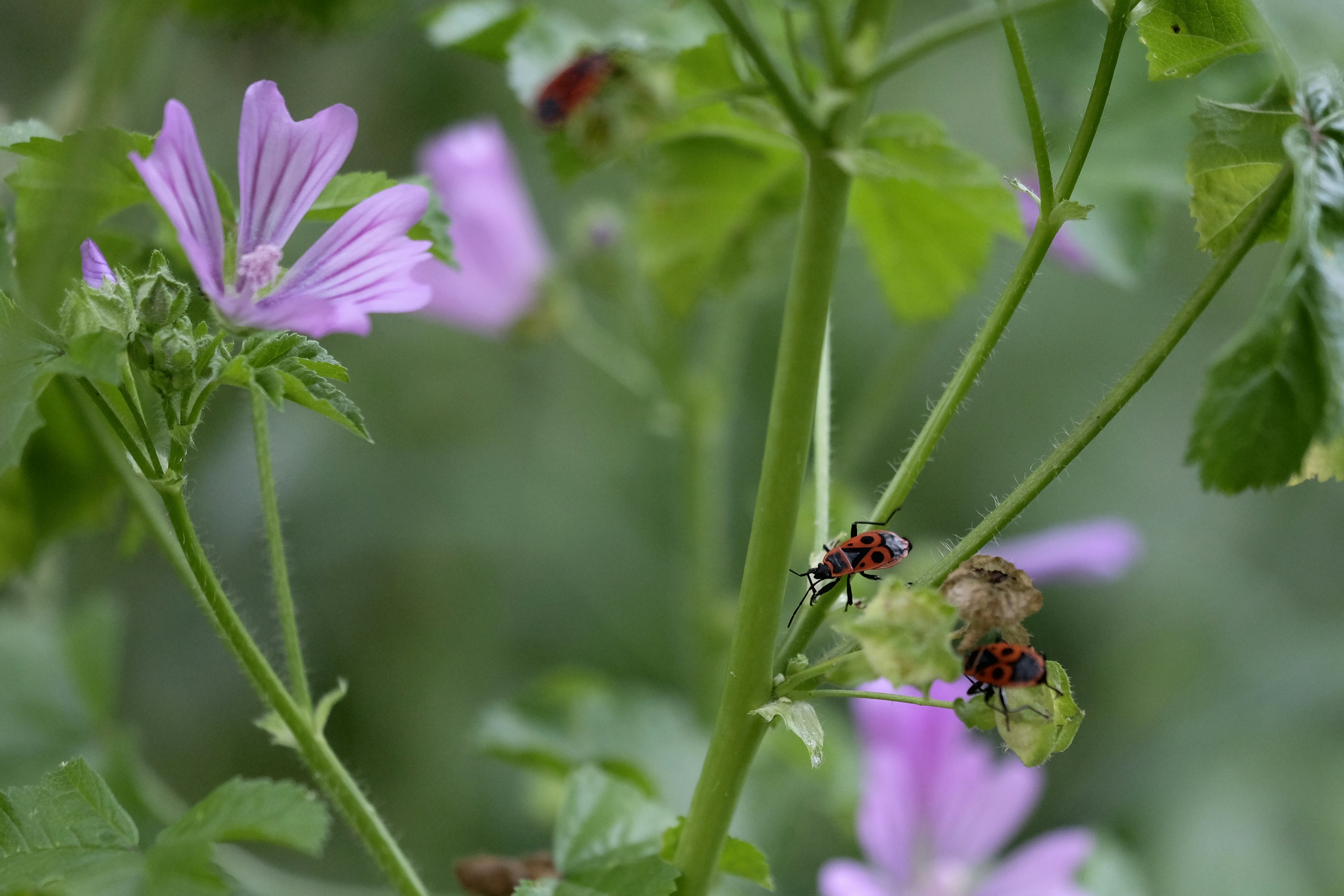 A close up of a flower with a bug on it