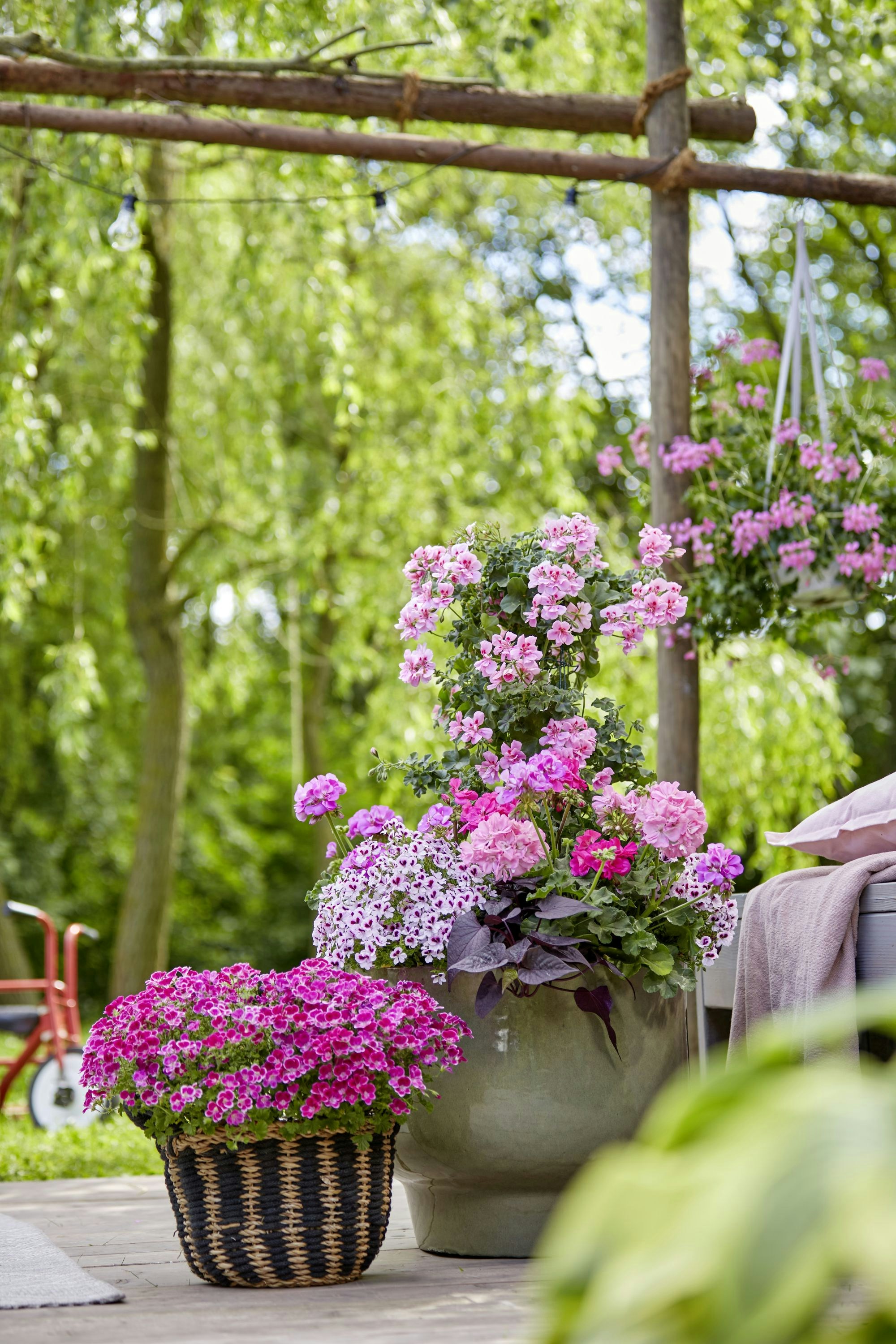 Photo by shaylabruins