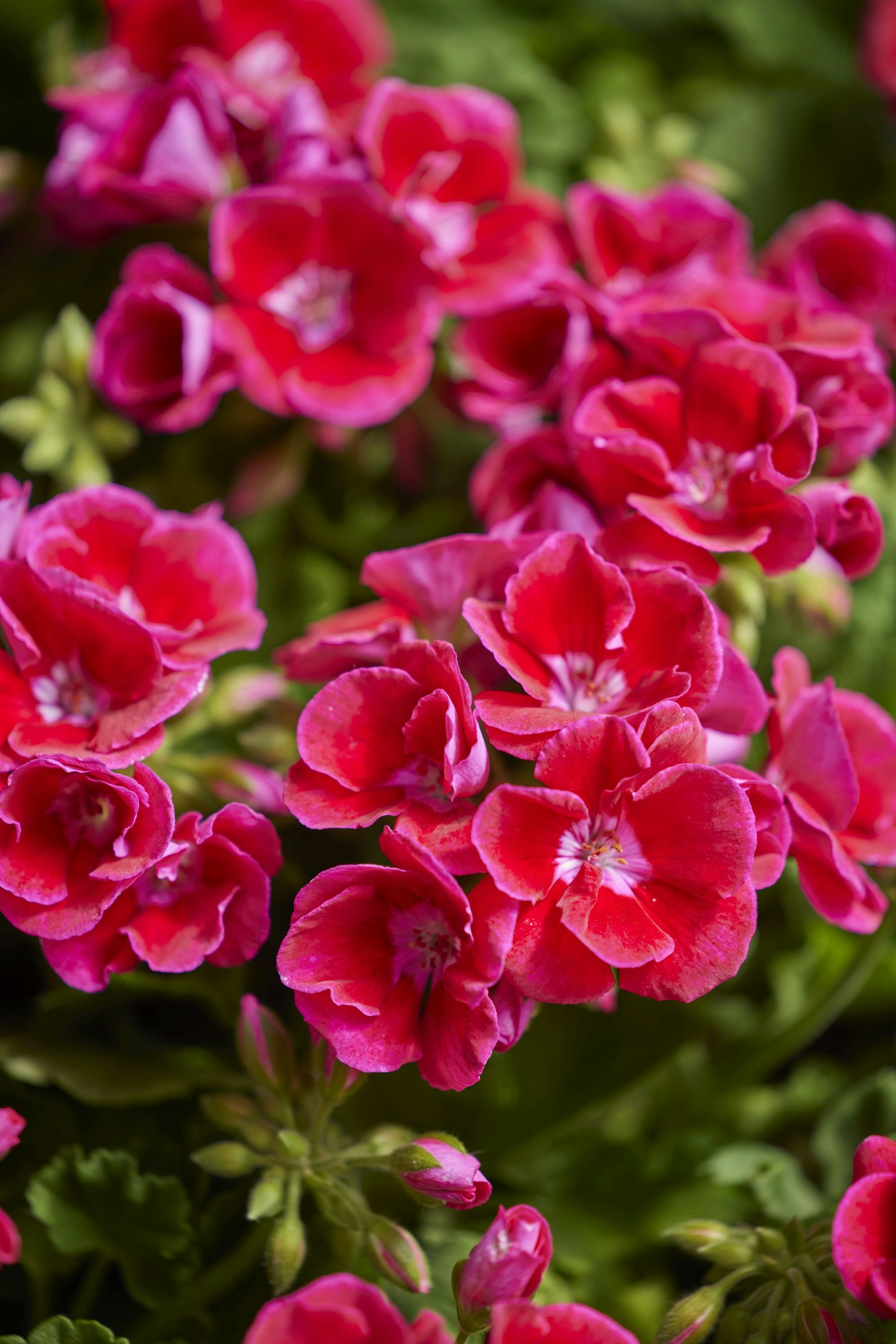 Photo by shaylabruins