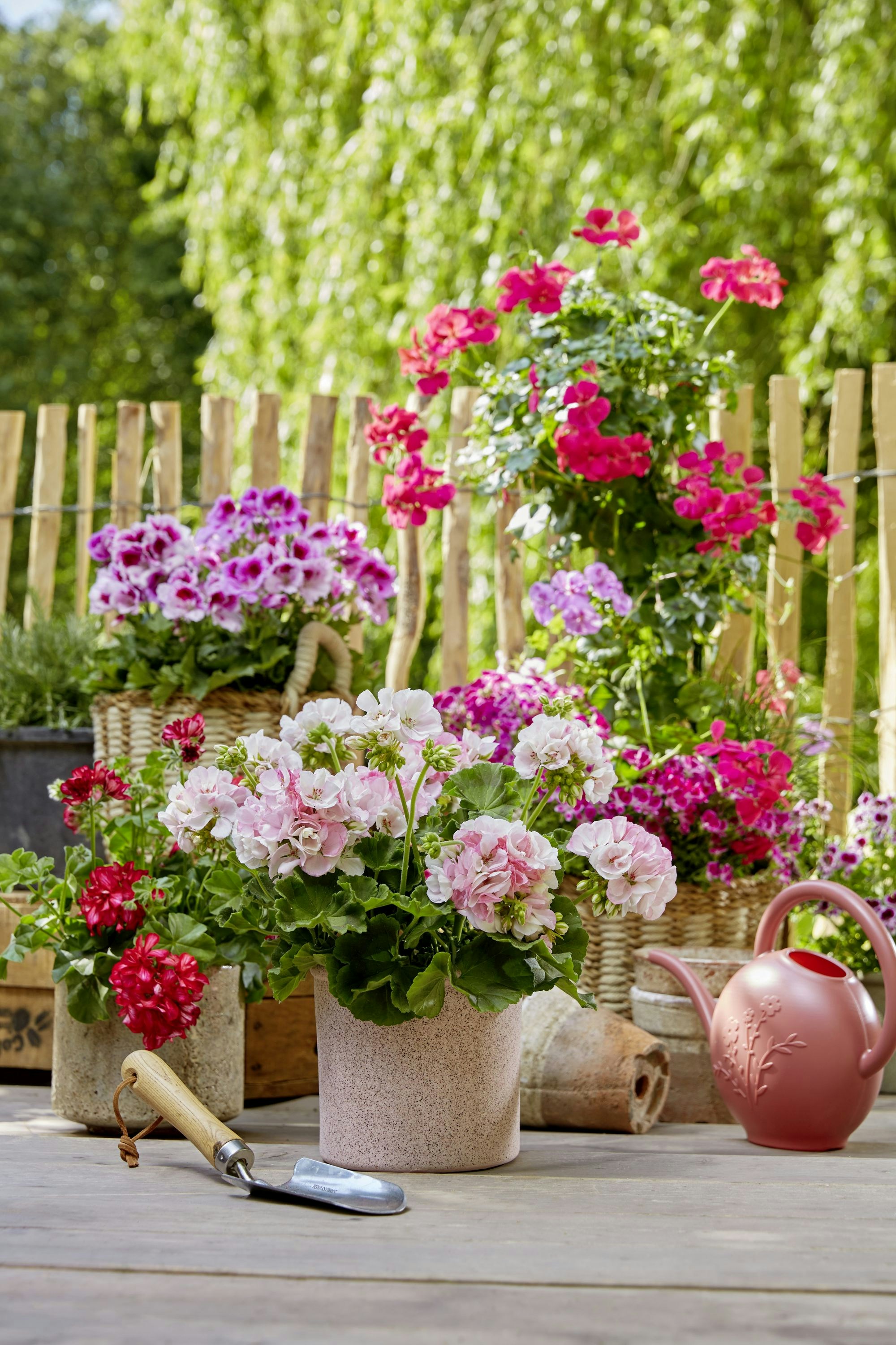 Photo by shaylabruins