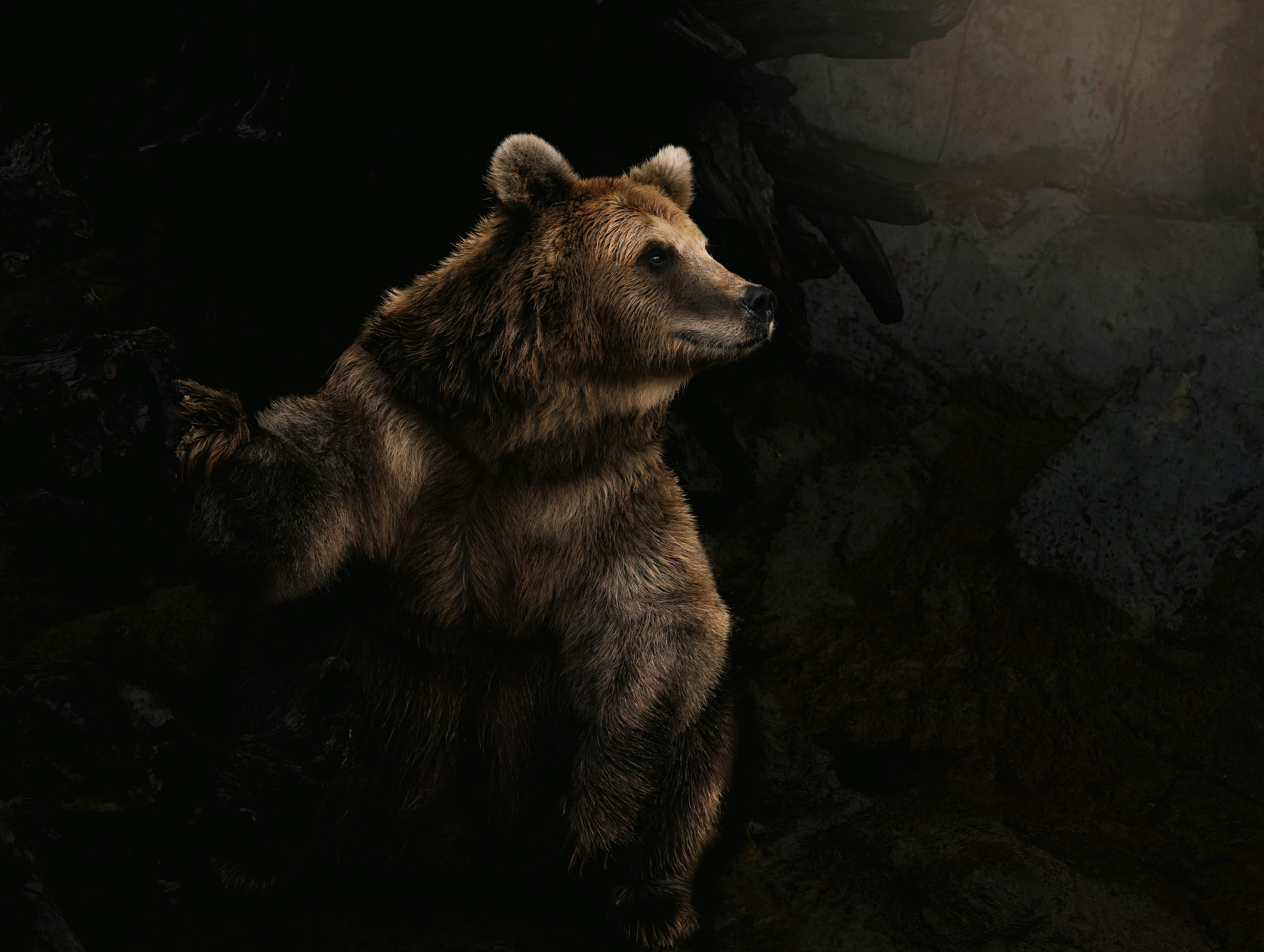 A large brown bear standing on its hind legs