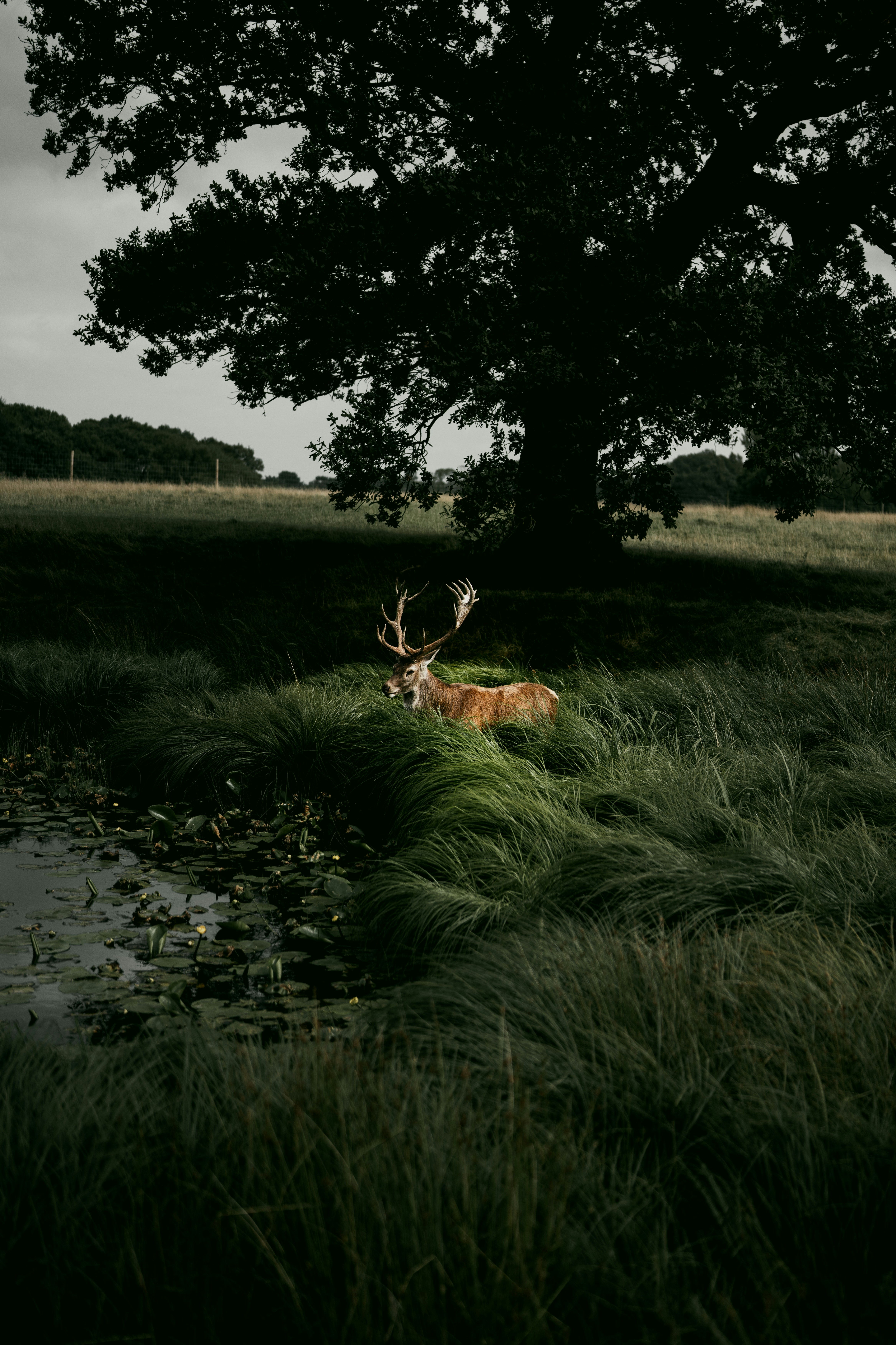 English stately home and gardens