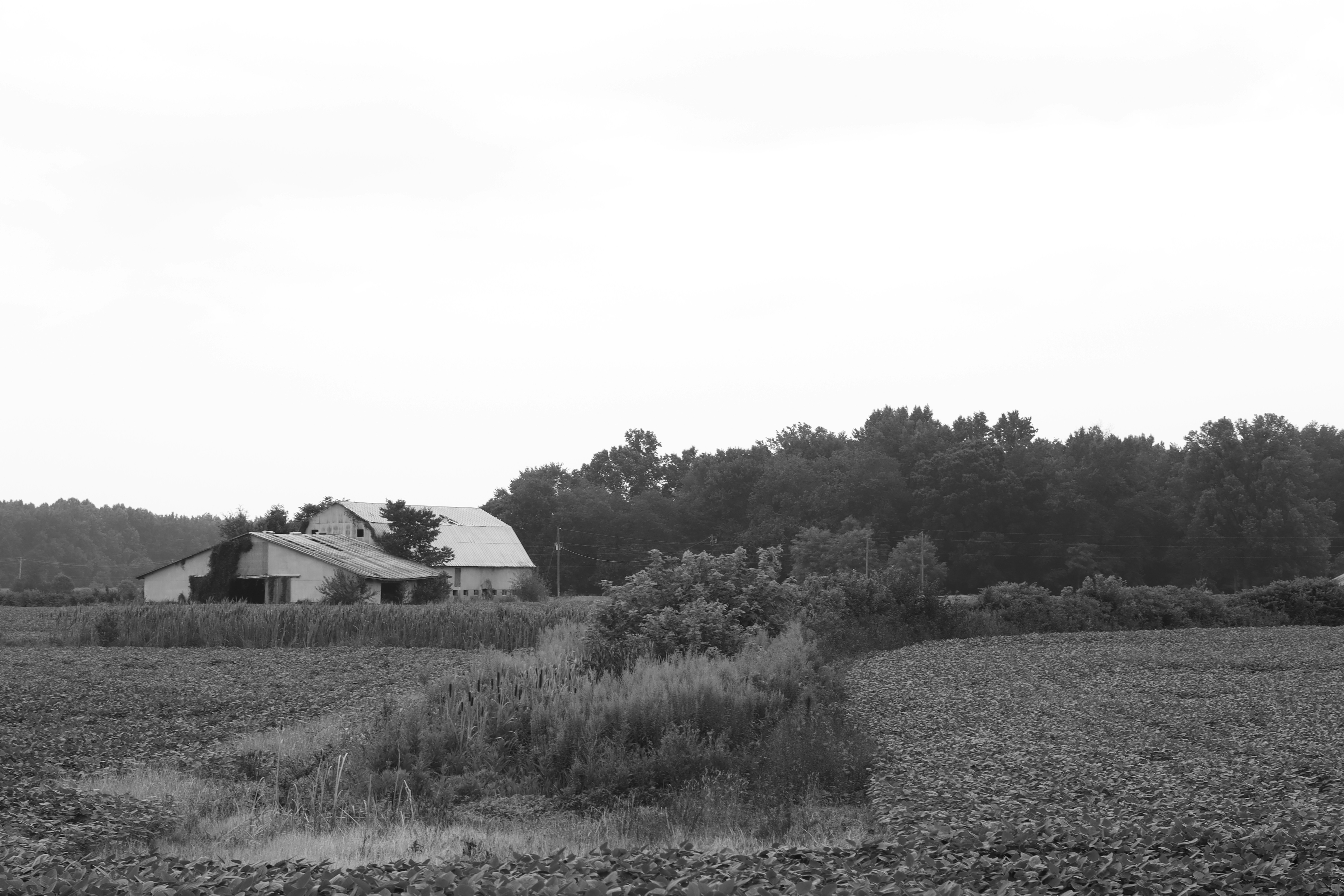 A black and white photo of a farm