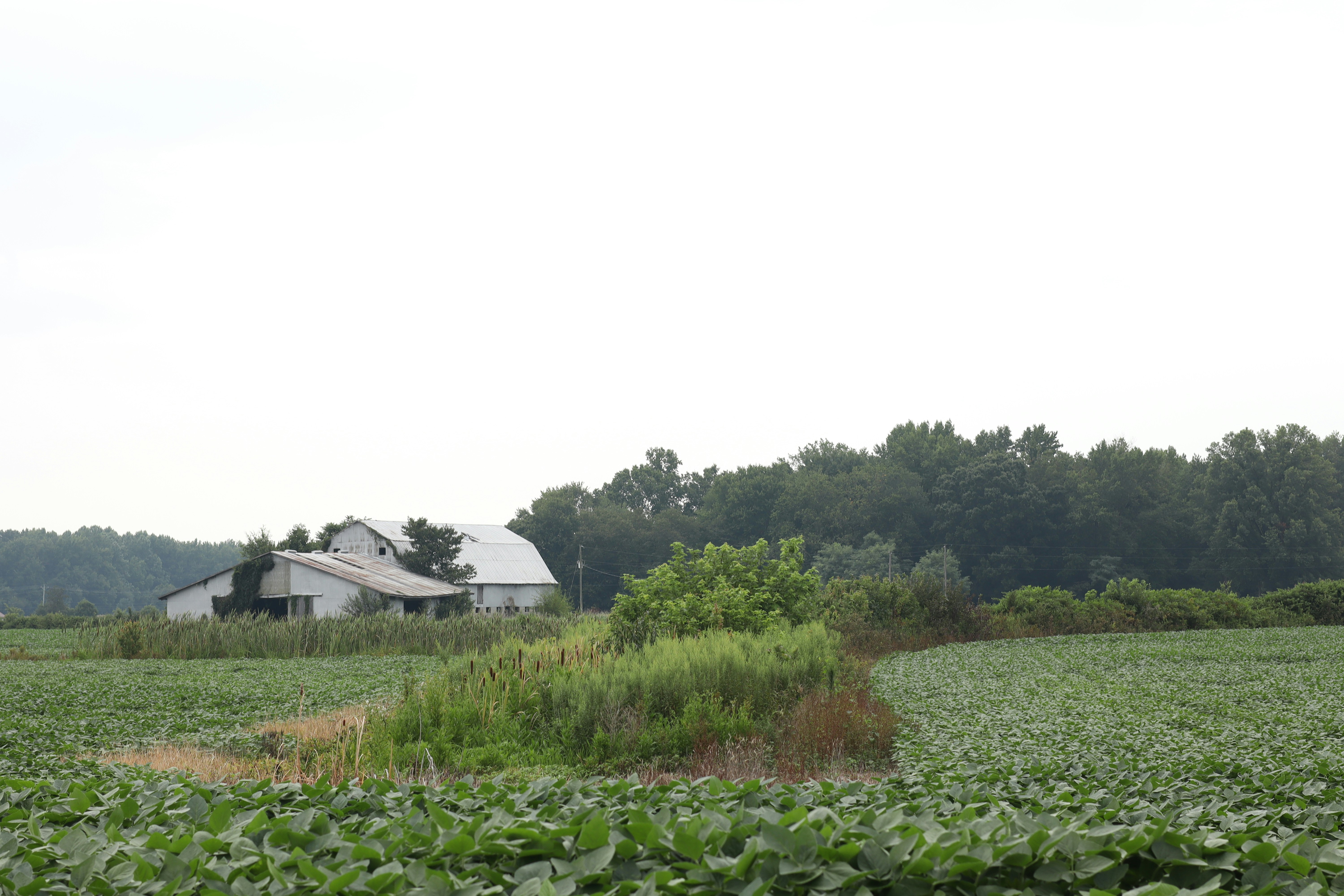 A large field of crops with a barn in the background