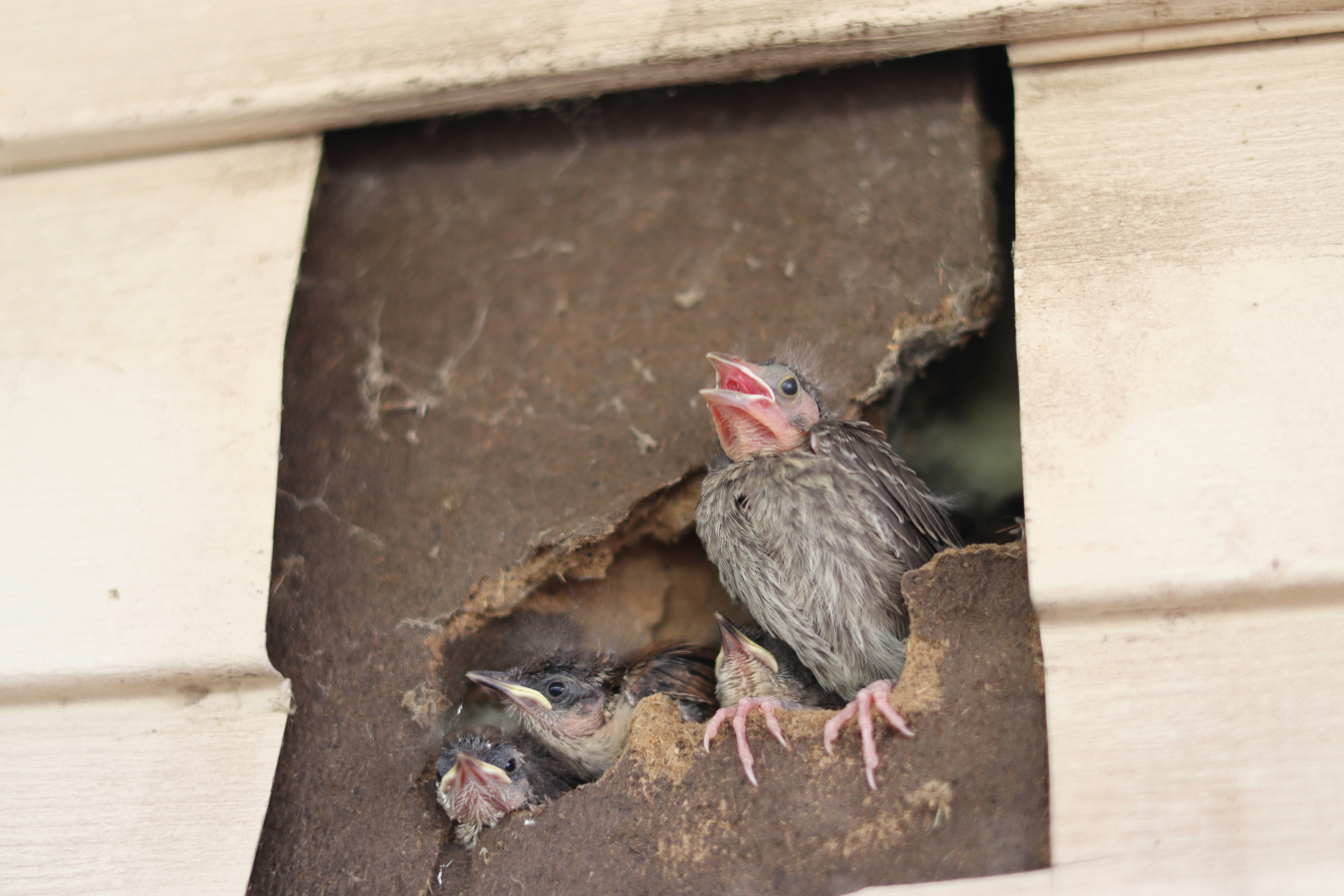A couple of birds that are inside of a hole