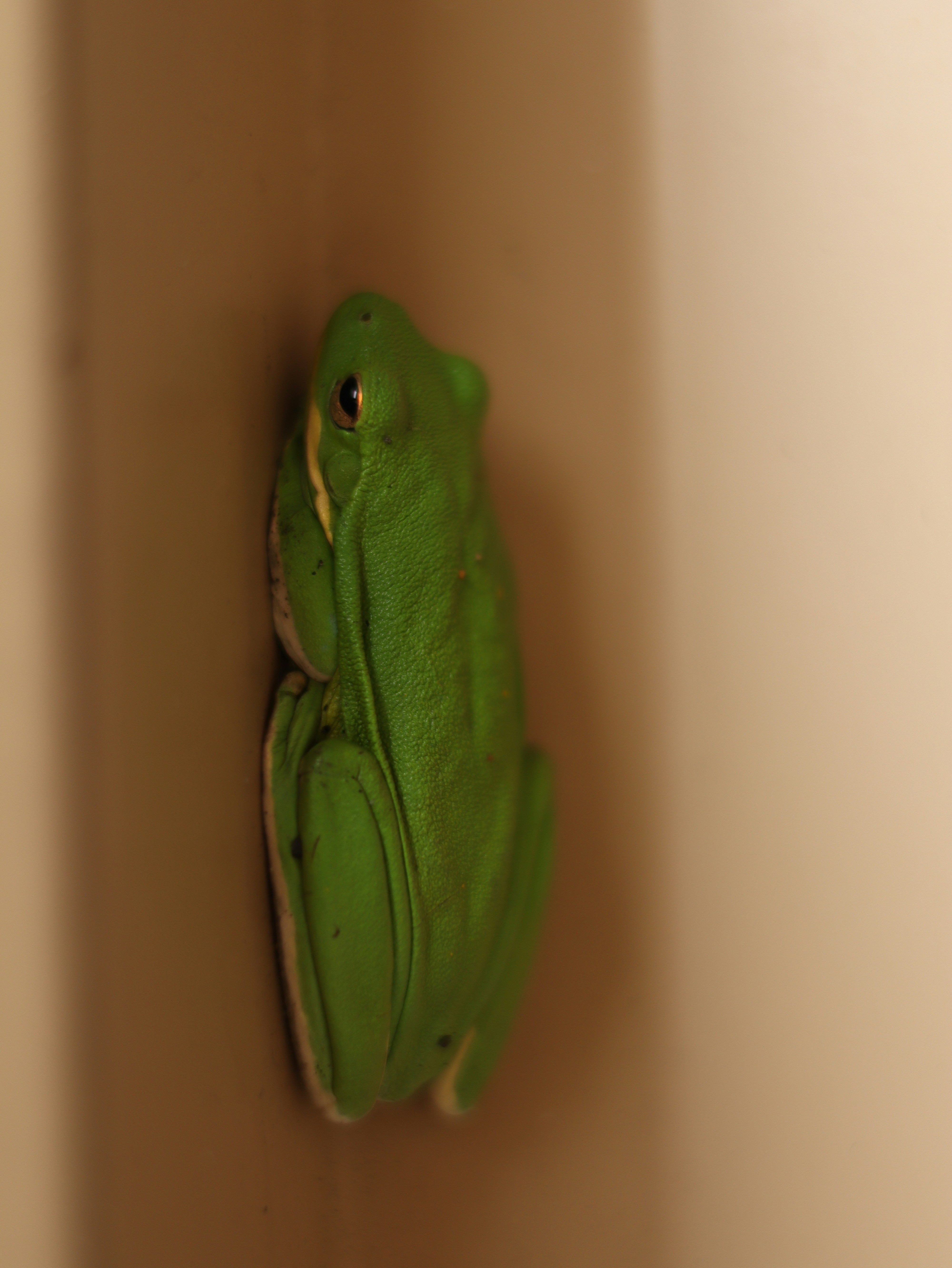A green frog sitting on top of a wall