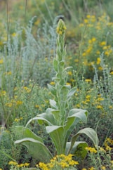 A green plant with yellow flowers in a field