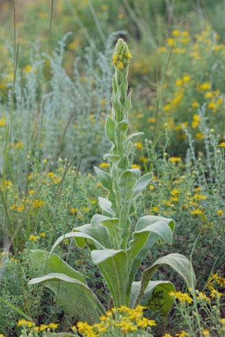 A green plant with yellow flowers in a field