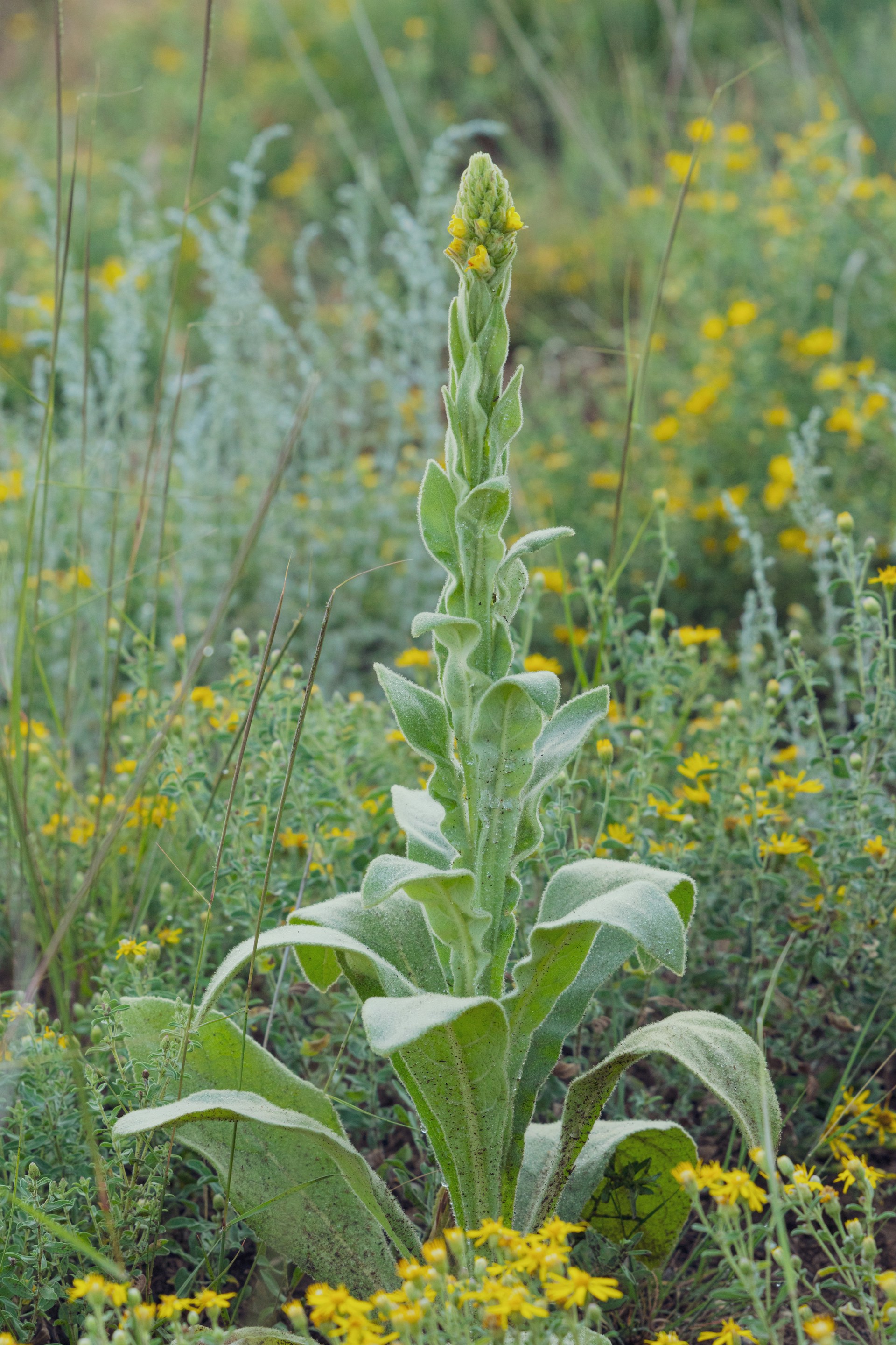 A green plant with yellow flowers in a field