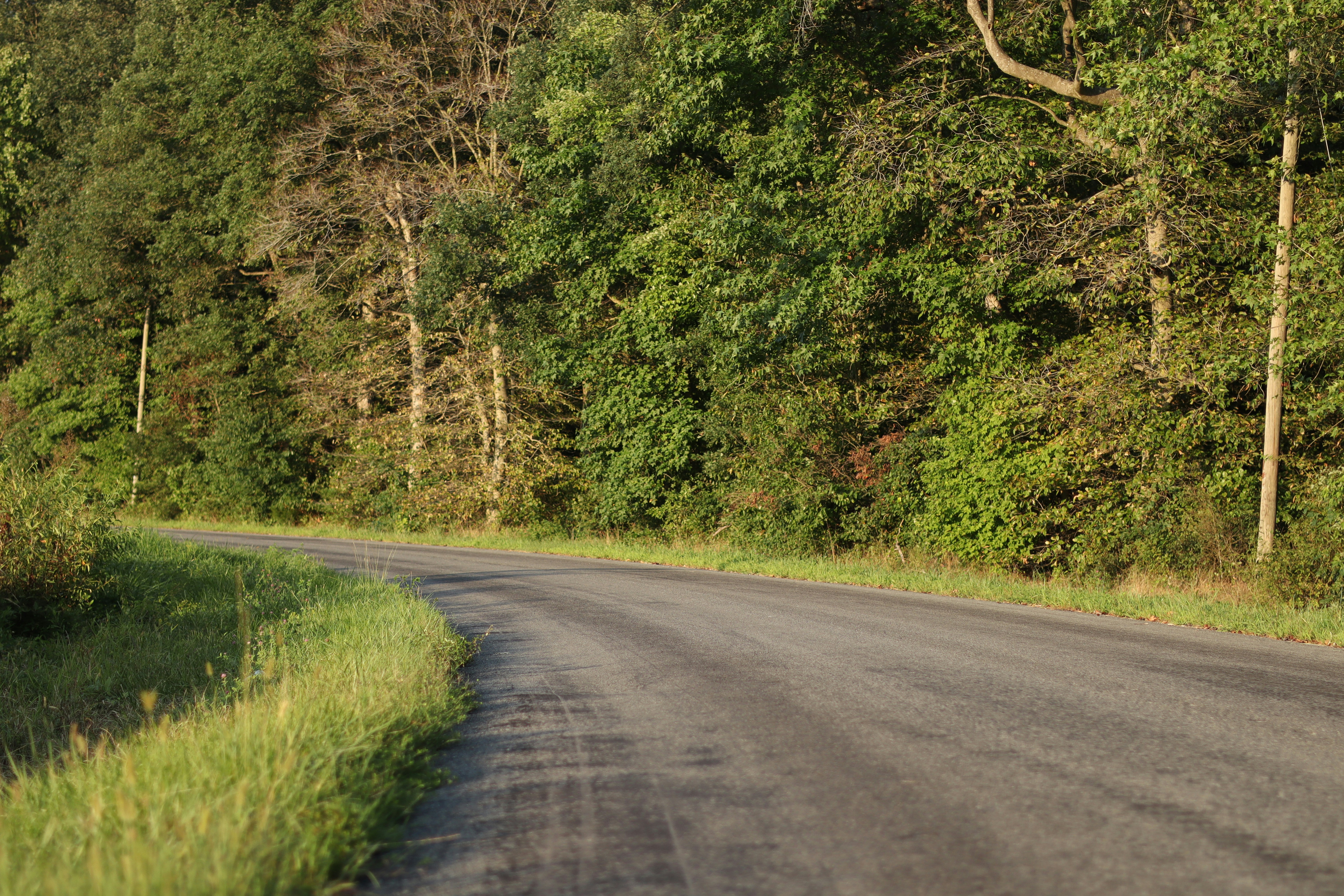 A bear is standing on the side of a road