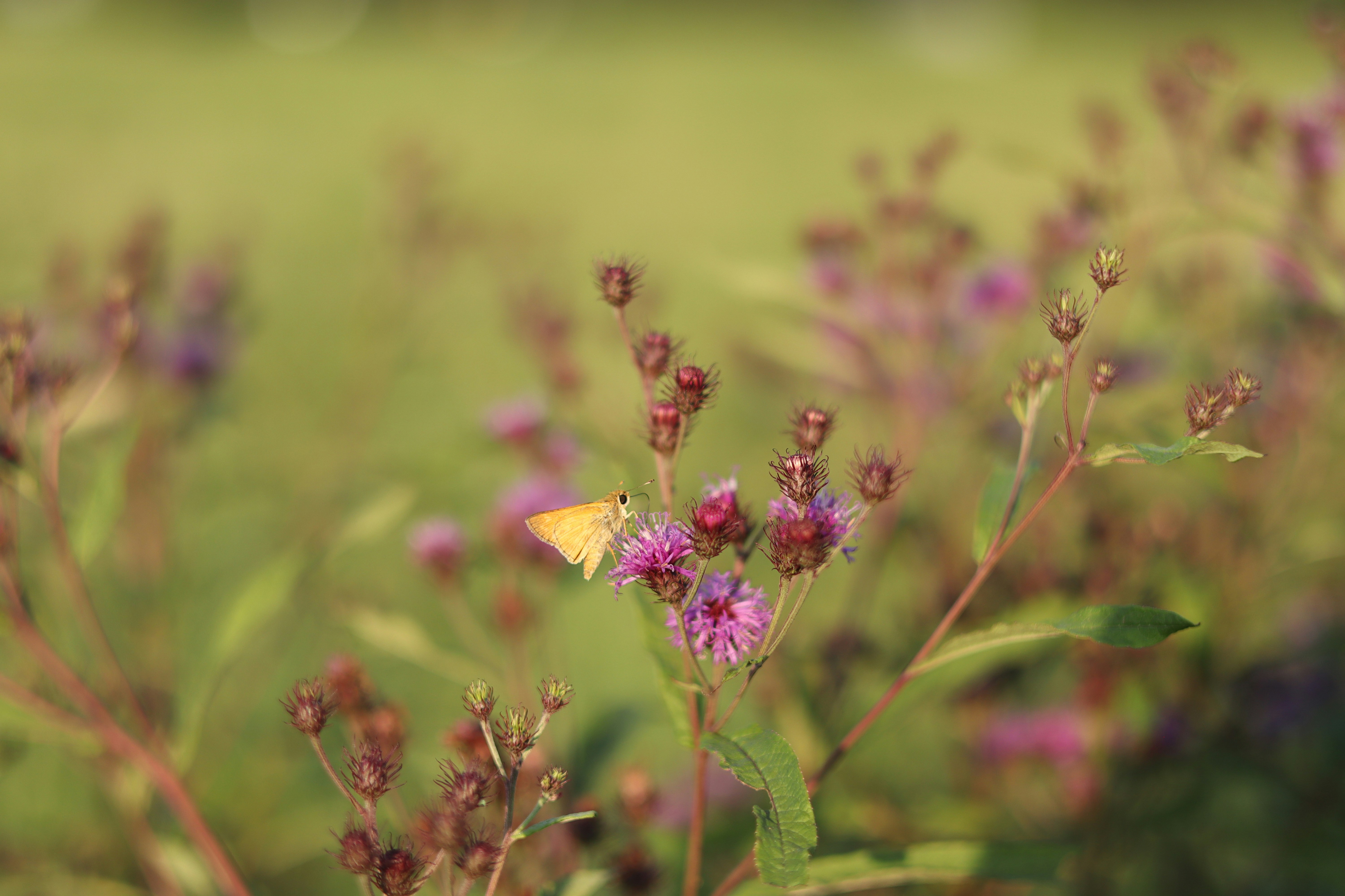 A yellow butterfly sitting on top of a purple flower