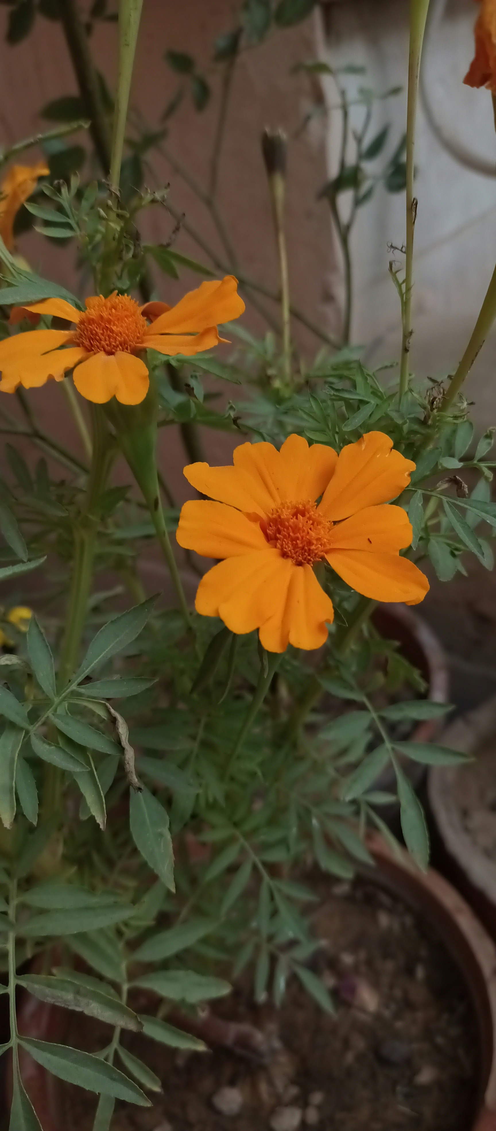 A group of orange flowers in a pot