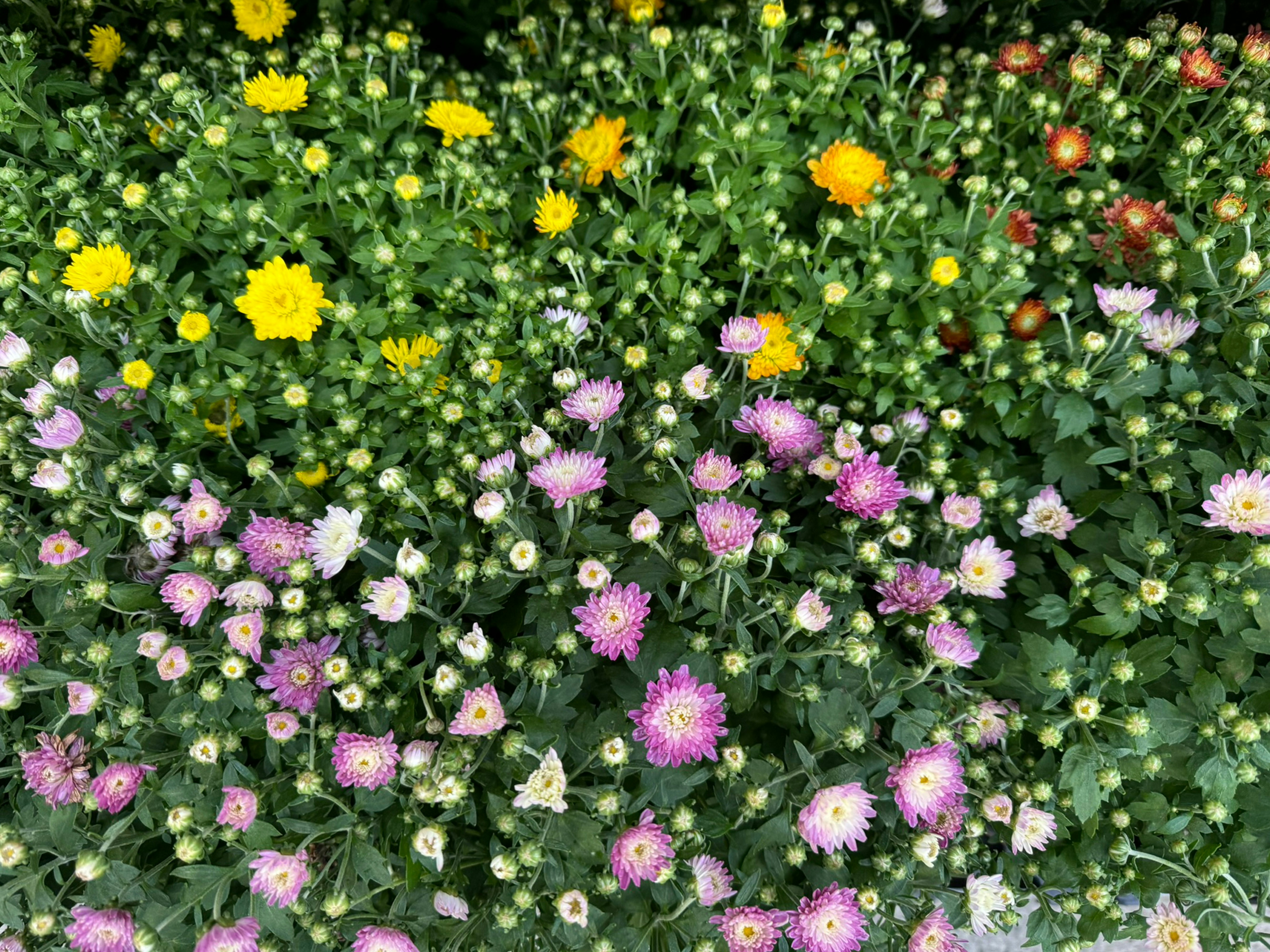 Photo by productivitygarden