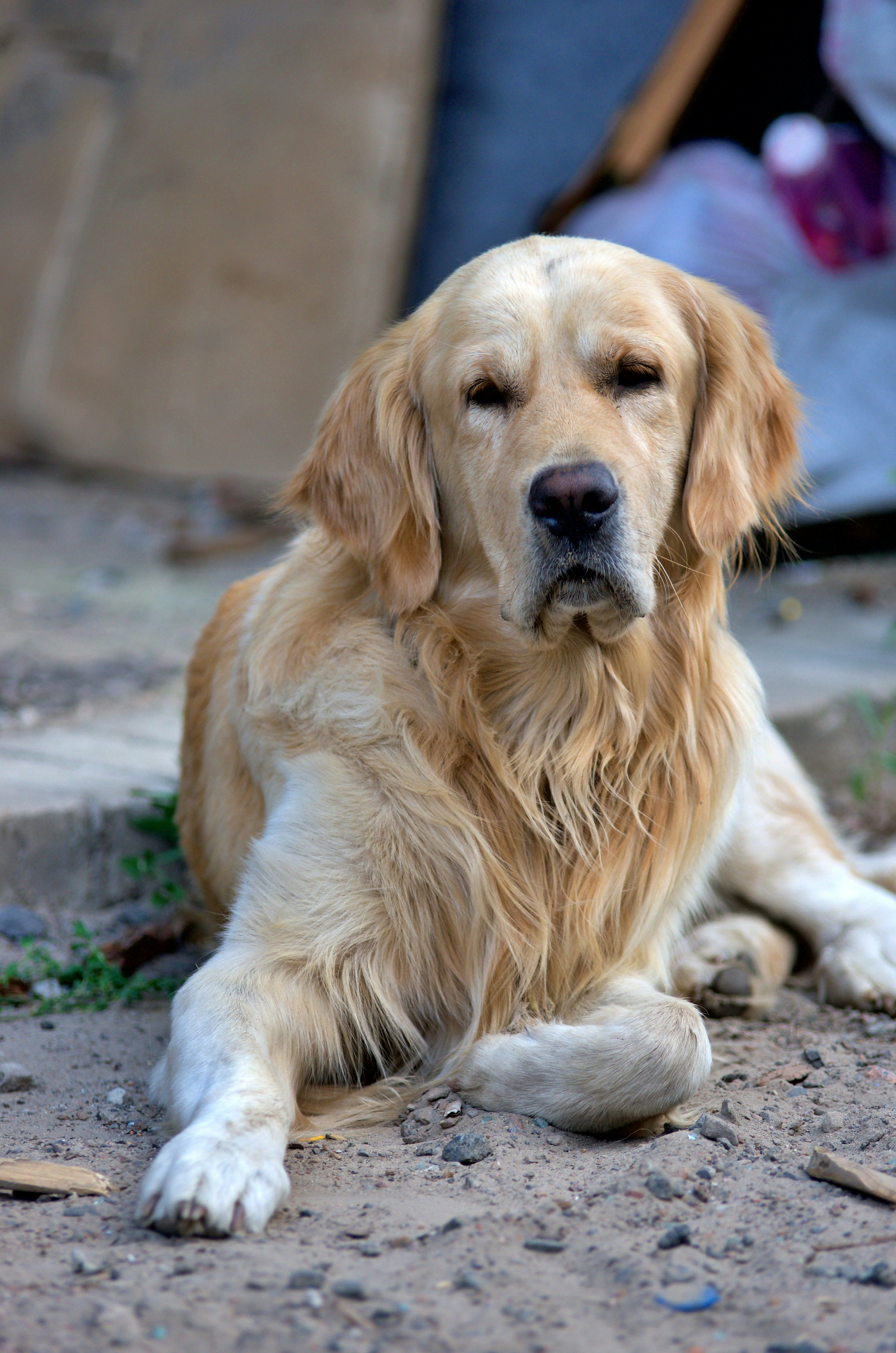A golden retriever dog laying on the ground