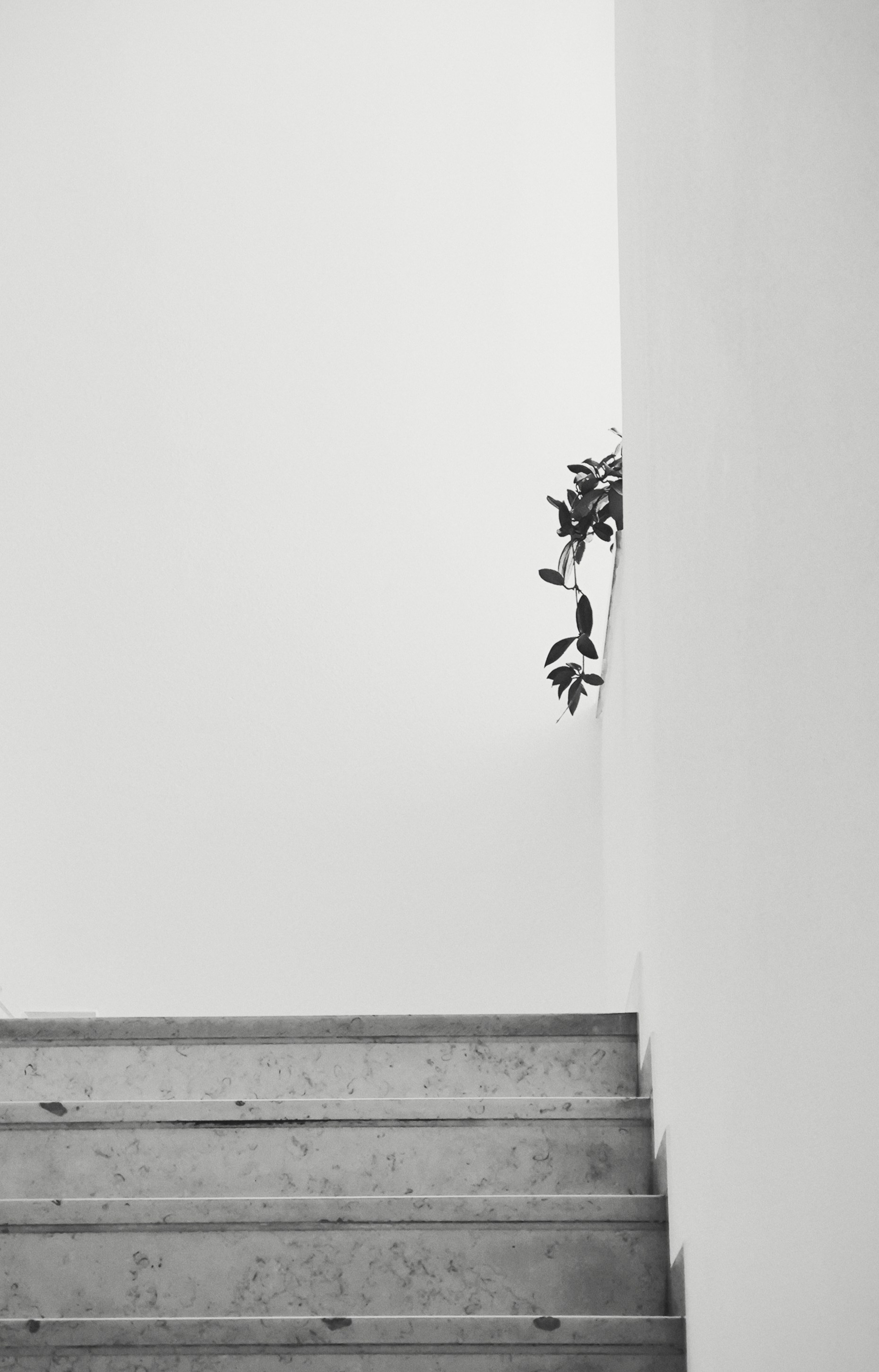 A black and white photo of a stair case